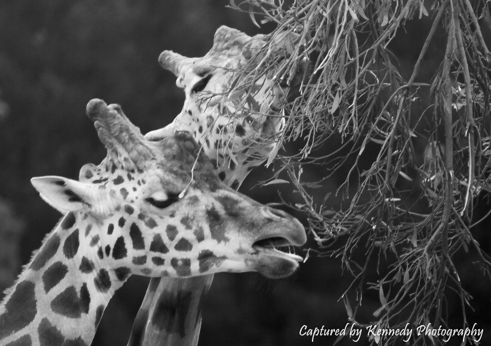Canon EF 28-300mm F3.5-5.6L IS USM sample photo. Giraffe photography