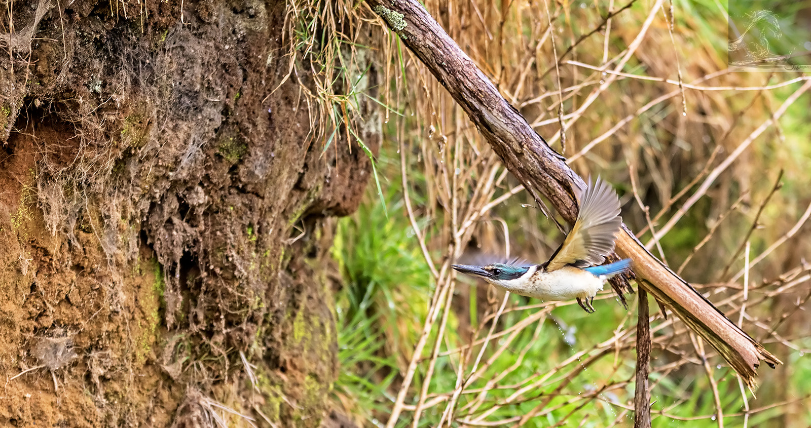Canon EF 300mm F2.8L IS USM sample photo. Sacred kingfisher 43 photography