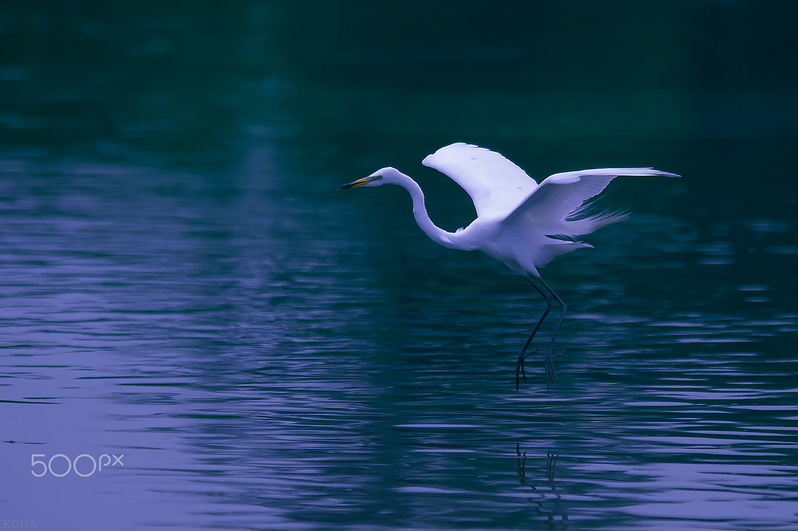 Nikon AF-S Nikkor 400mm F2.8G ED VR II sample photo. 30110977366.sagi photography