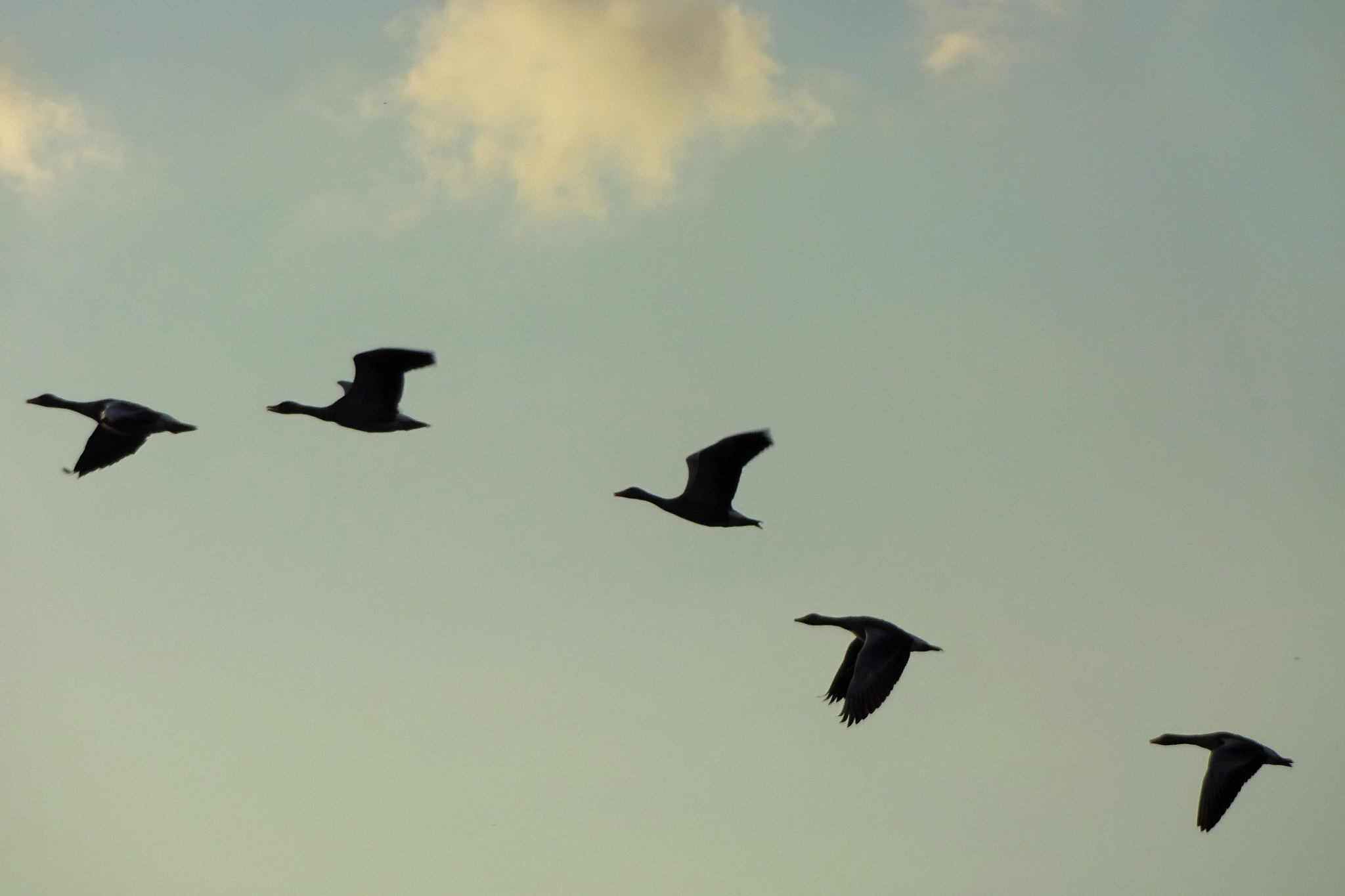 Sony Cyber-shot DSC-WX220 sample photo. Flying goose photography
