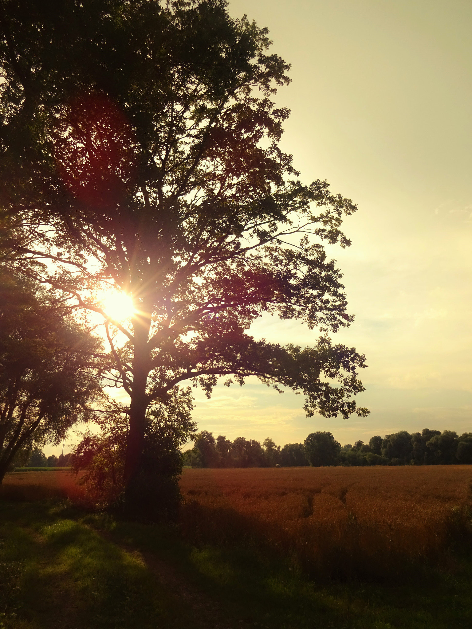 Sony Cyber-shot DSC-WX220 sample photo. Lovely summerday photography