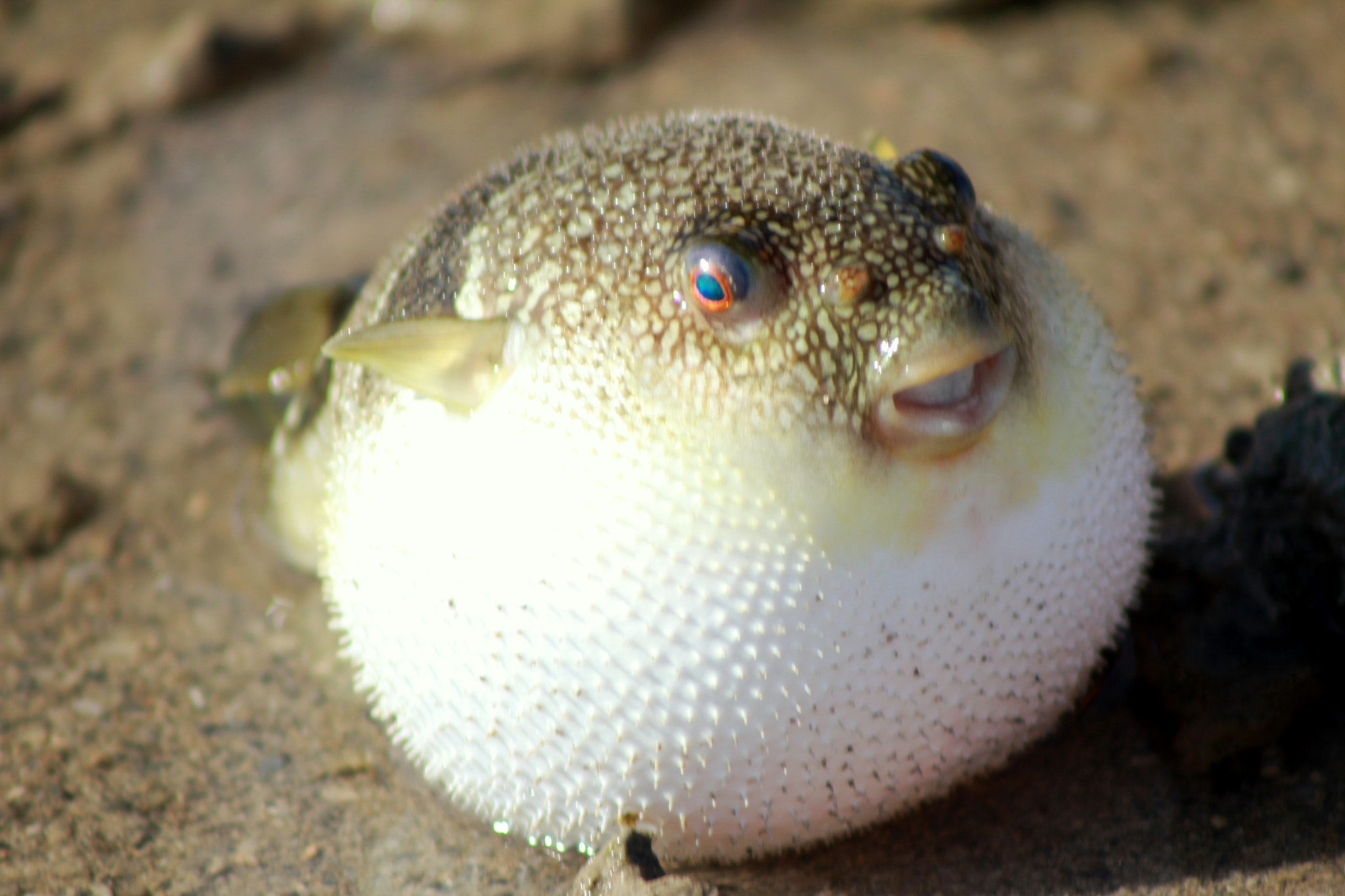 Canon EF 75-300mm f/4-5.6 USM sample photo. Pufferfish photography