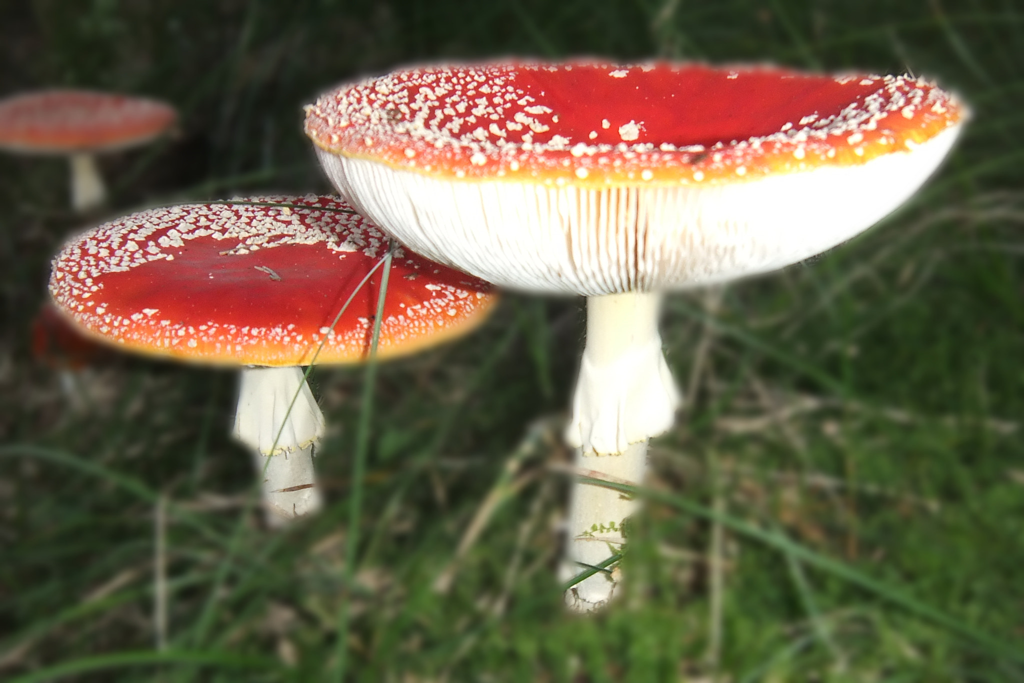 Fujifilm FinePix Real 3D W3 sample photo. Fly agaric - good luck :) photography