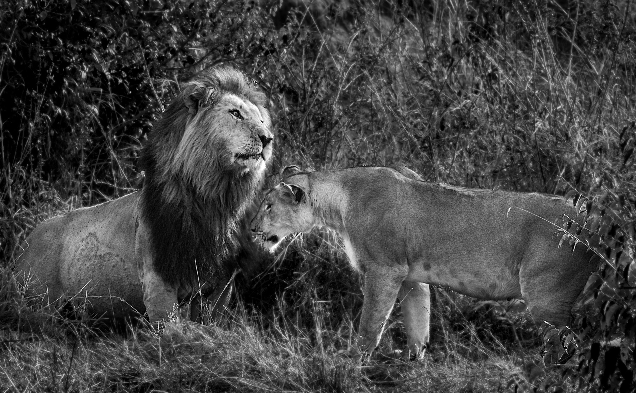 Sigma 70-200mm F2.8 EX DG OS HSM sample photo. The king and the queen photography