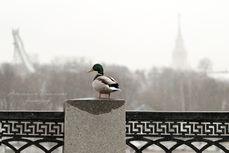 Nikon D3000 sample photo
