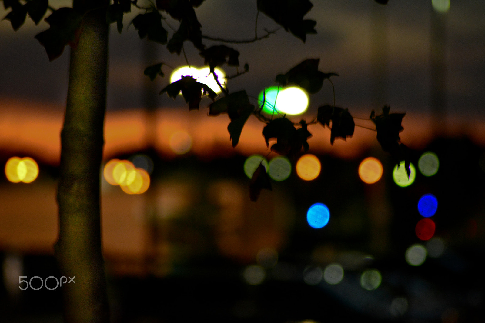 AF Zoom-Nikkor 24-50mm f/3.3-4.5D sample photo. Tree with foreground lights photography