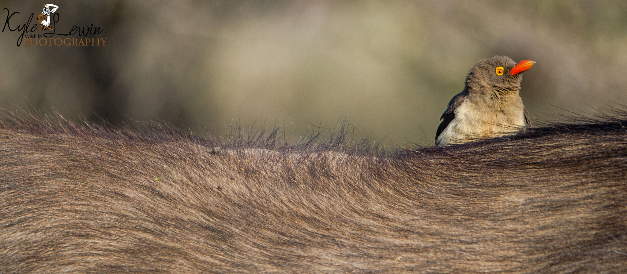 Nikon D5100 + Sigma 120-400mm F4.5-5.6 DG OS HSM sample photo. Red - billed oxpecker photography