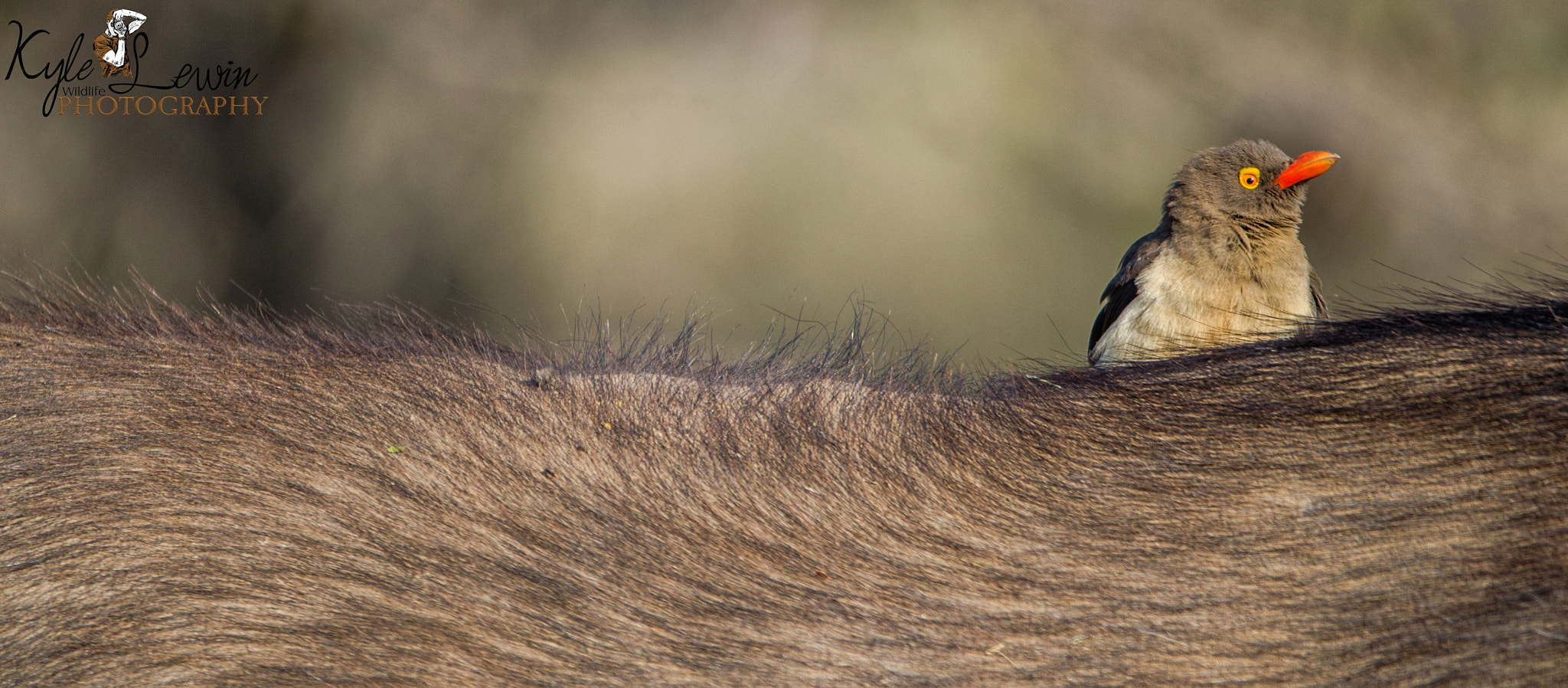 Sigma 120-400mm F4.5-5.6 DG OS HSM sample photo. Red - billed oxpecker photography