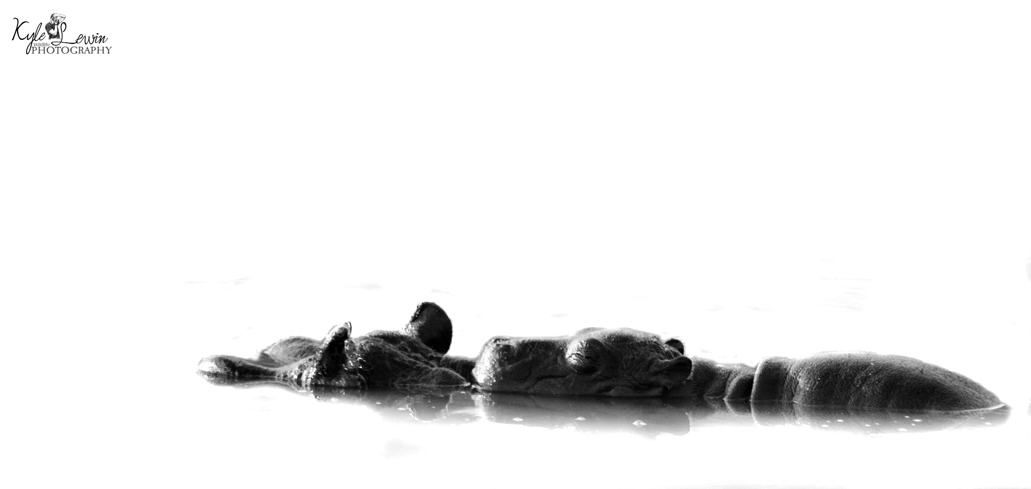 Sigma 120-400mm F4.5-5.6 DG OS HSM sample photo. Hippo photography