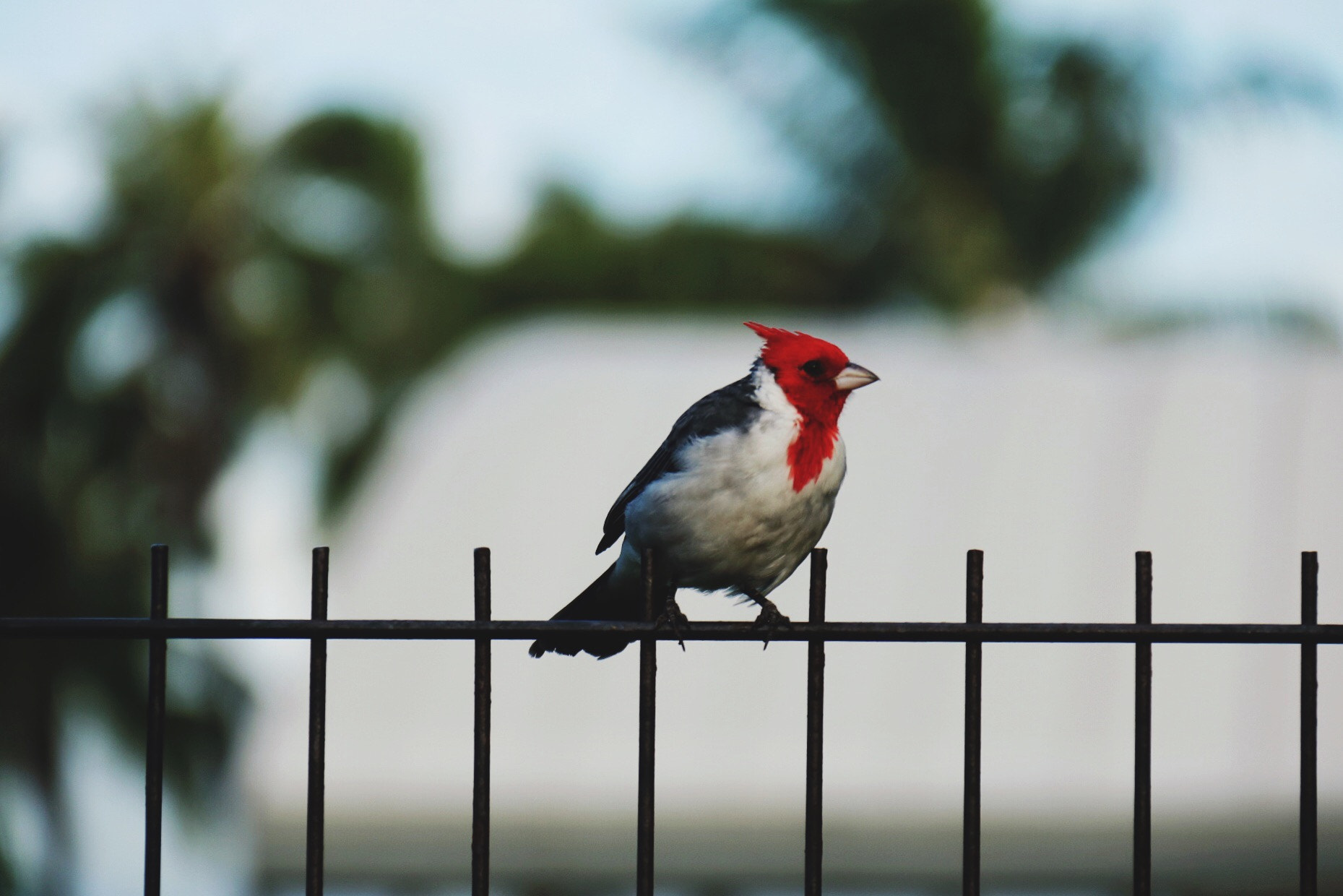 Canon EF-S 18-200mm F3.5-5.6 IS sample photo. Nice bird photography