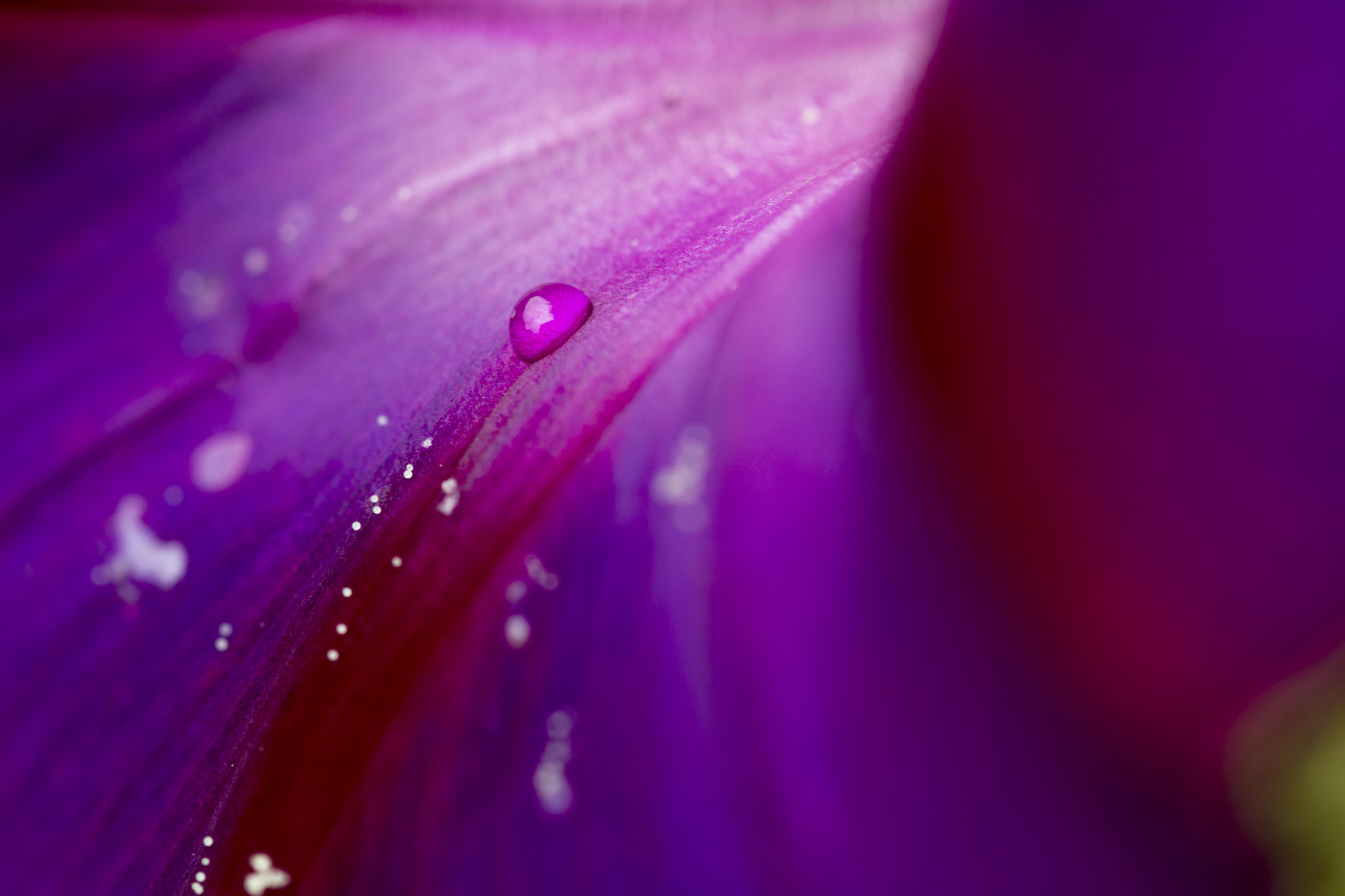 Sigma 105mm F2.8 EX DG OS HSM sample photo. Drop photography