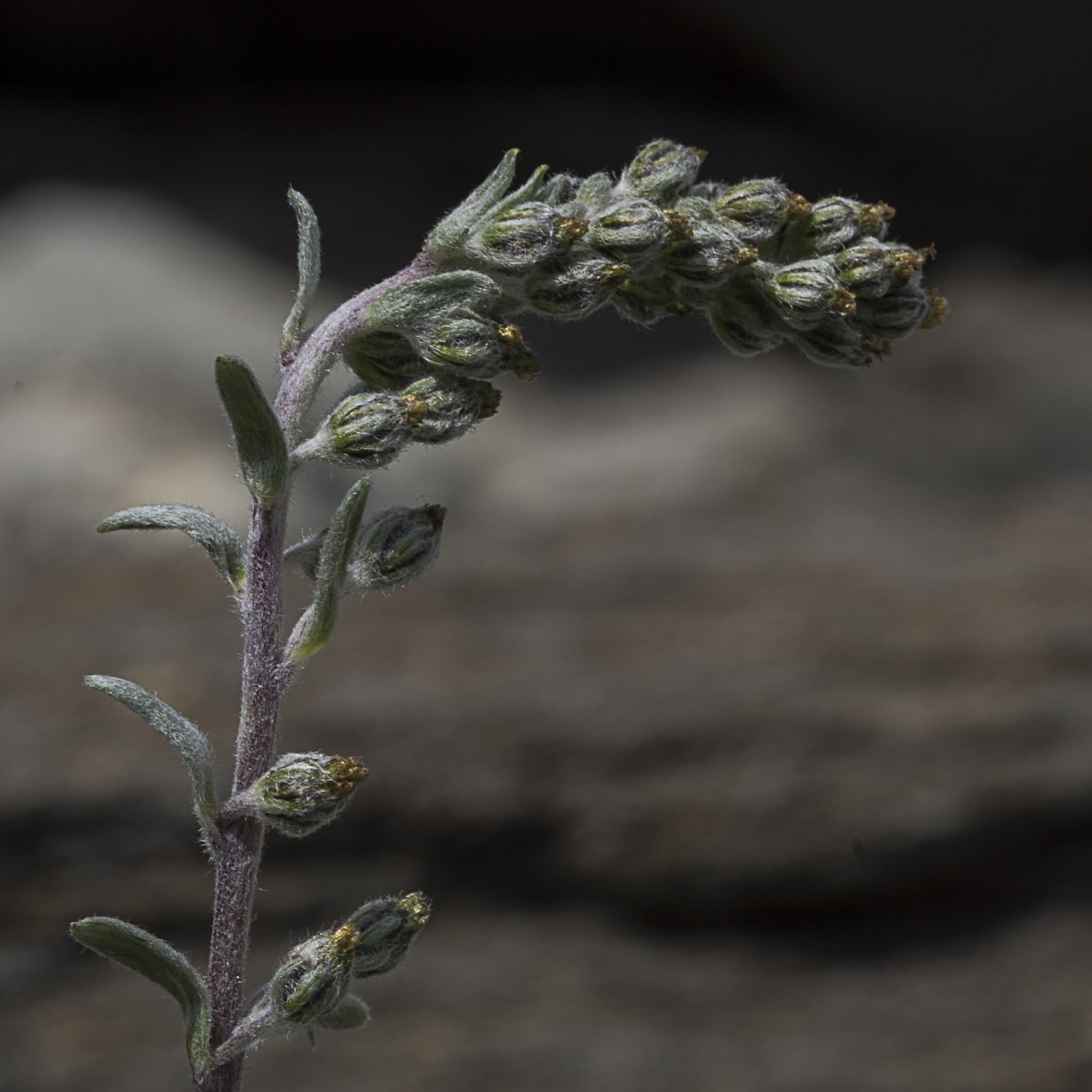 Sigma 105mm F2.8 EX DG OS HSM sample photo. Genepy photography