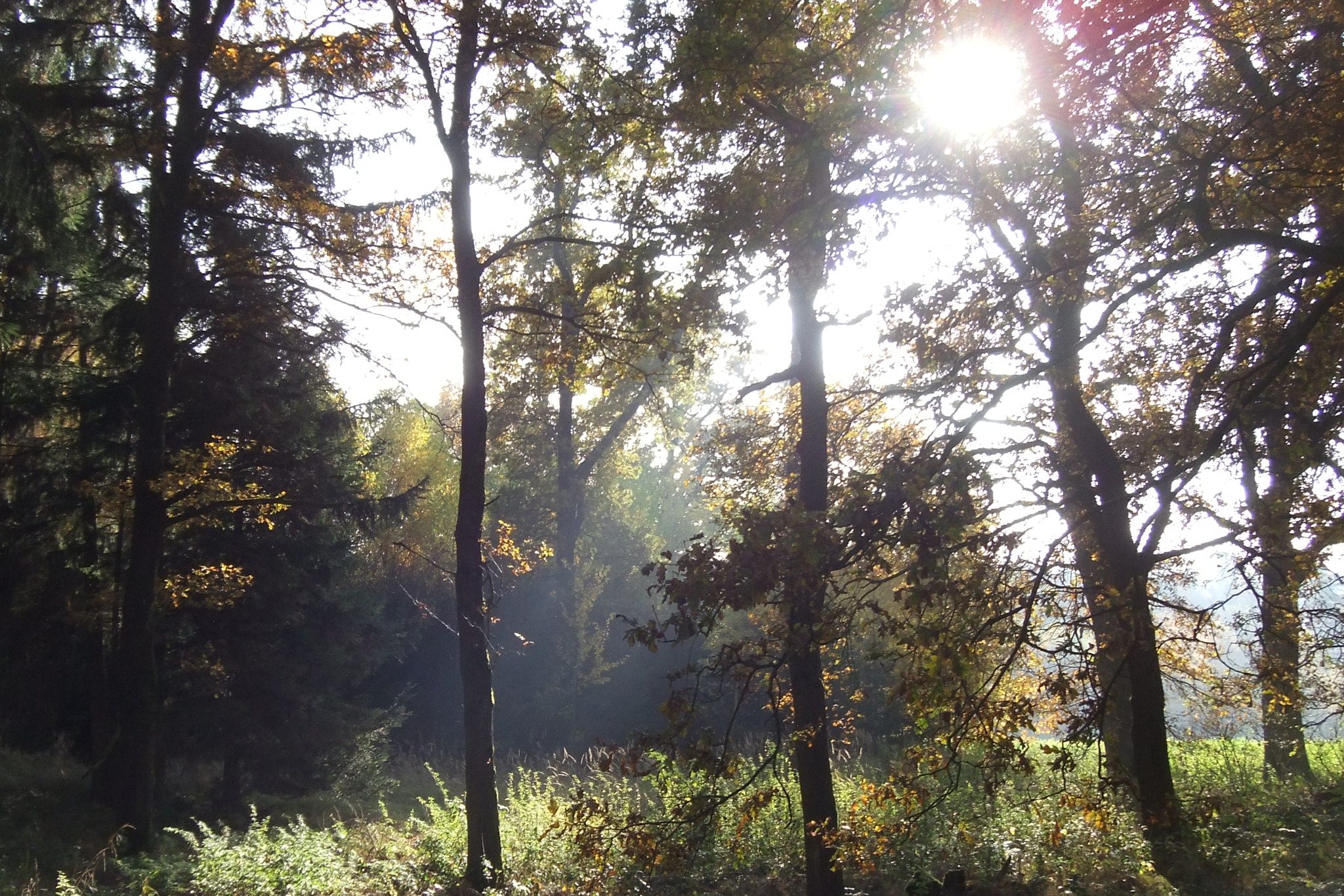 Fujifilm FinePix Real 3D W3 sample photo. Autumn color photography