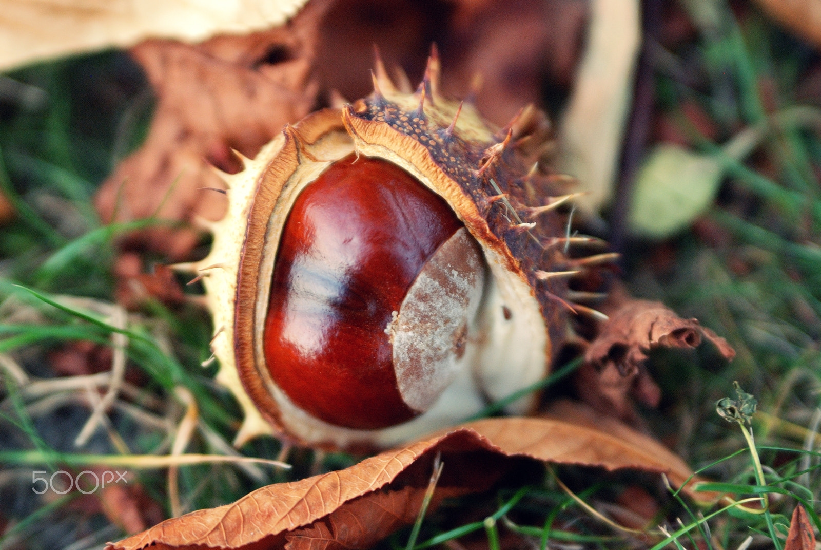 Nikon D80 sample photo. Beauty hidden deep inside photography