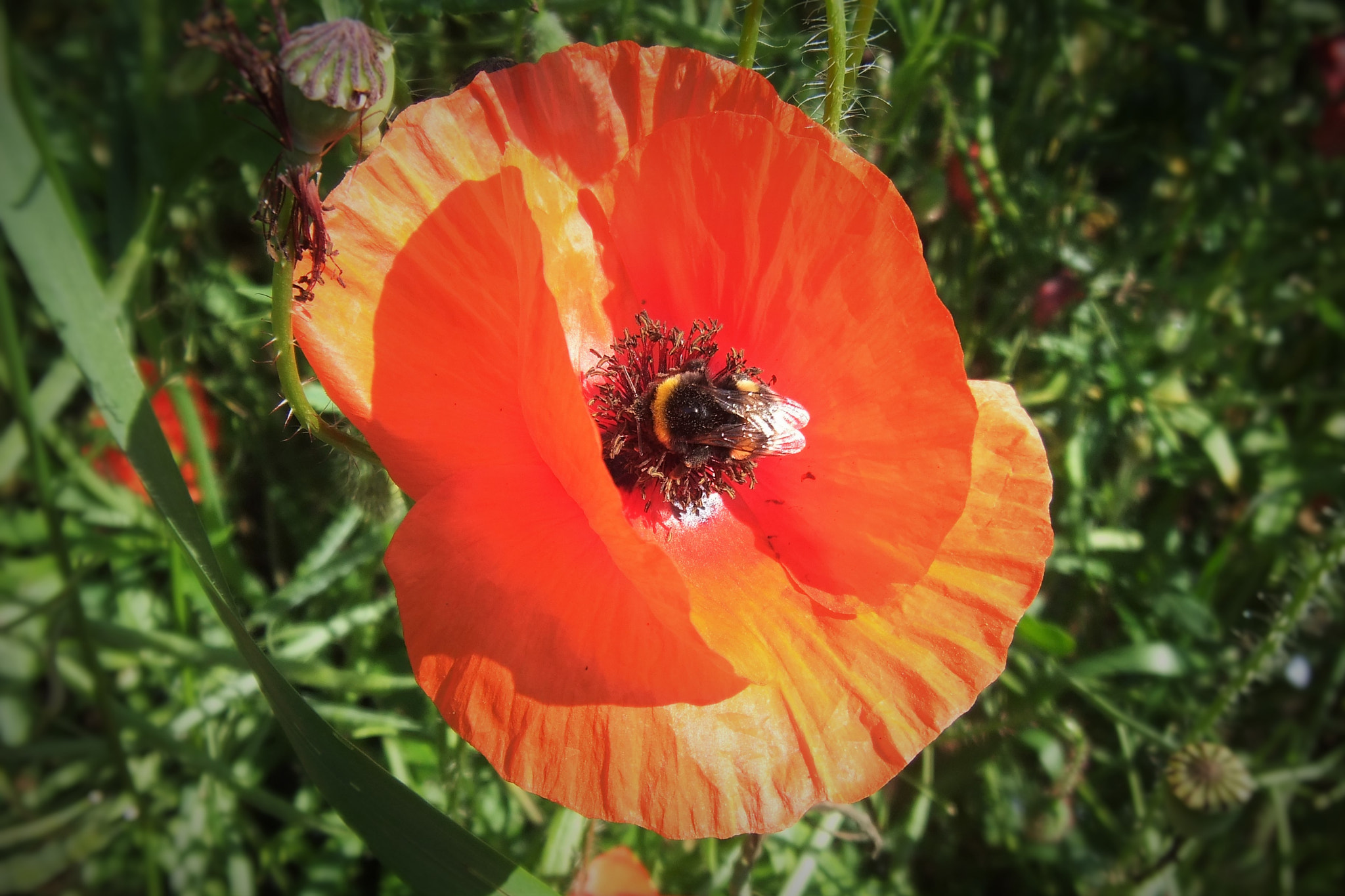 Fujifilm FinePix Real 3D W3 sample photo. Bee in a red poppy photography