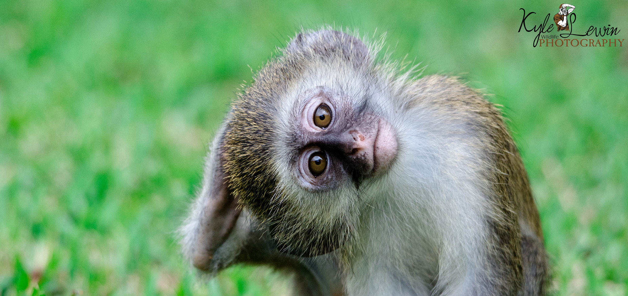 Sigma 120-400mm F4.5-5.6 DG OS HSM sample photo. Vervet monkey photography