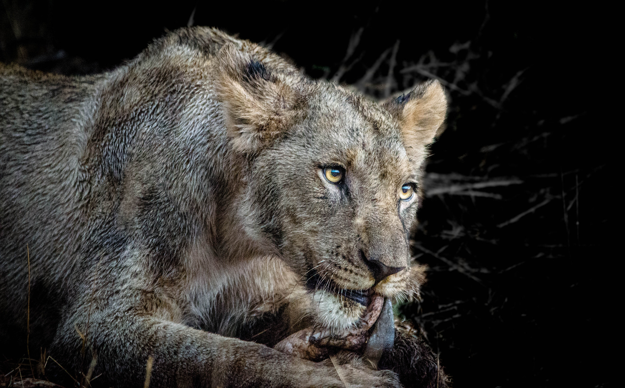 Sigma 120-400mm F4.5-5.6 DG OS HSM sample photo. Lioness photography