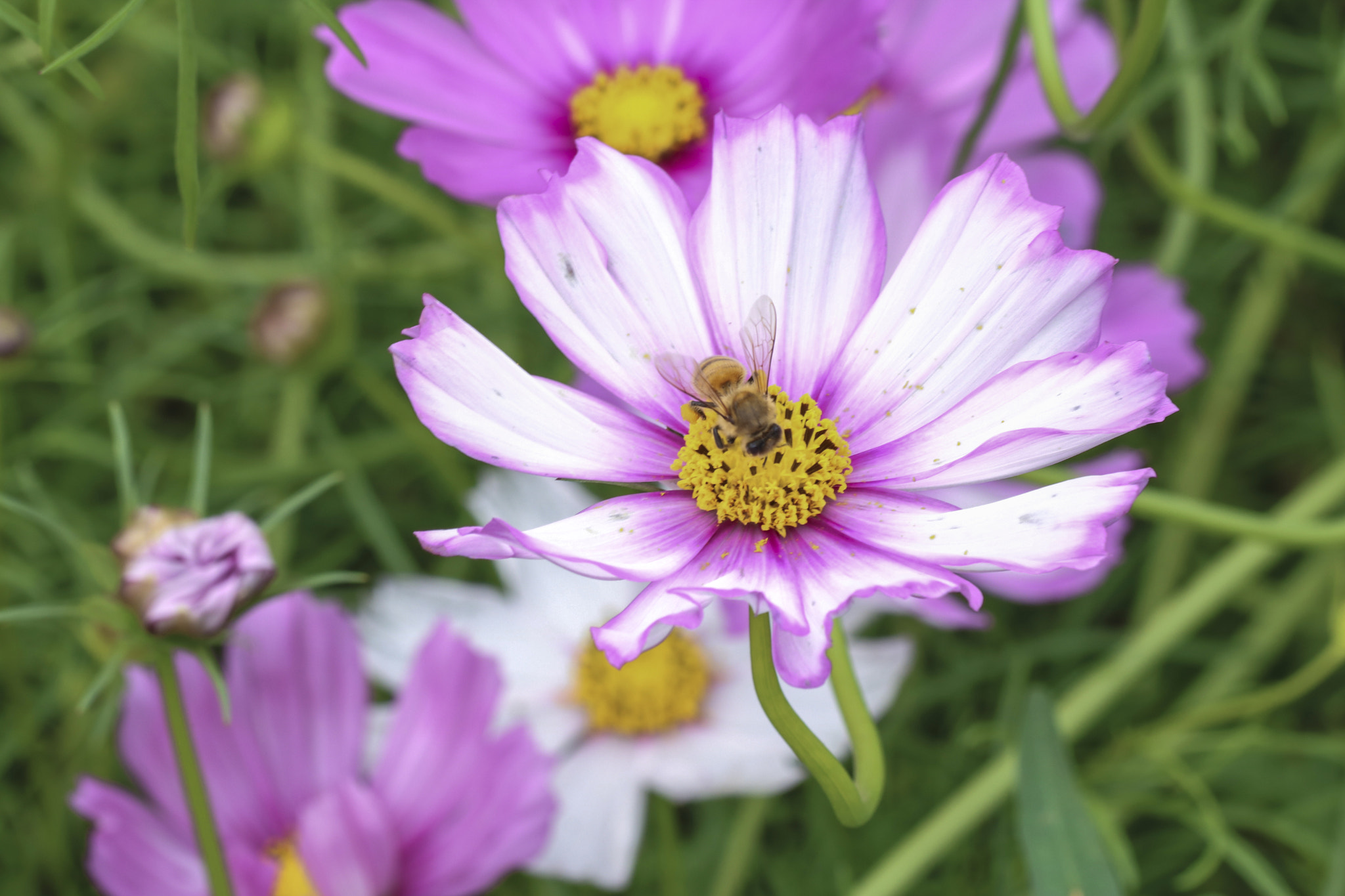Canon EF 70-300mm F4-5.6 IS USM sample photo. Bee & flower photography