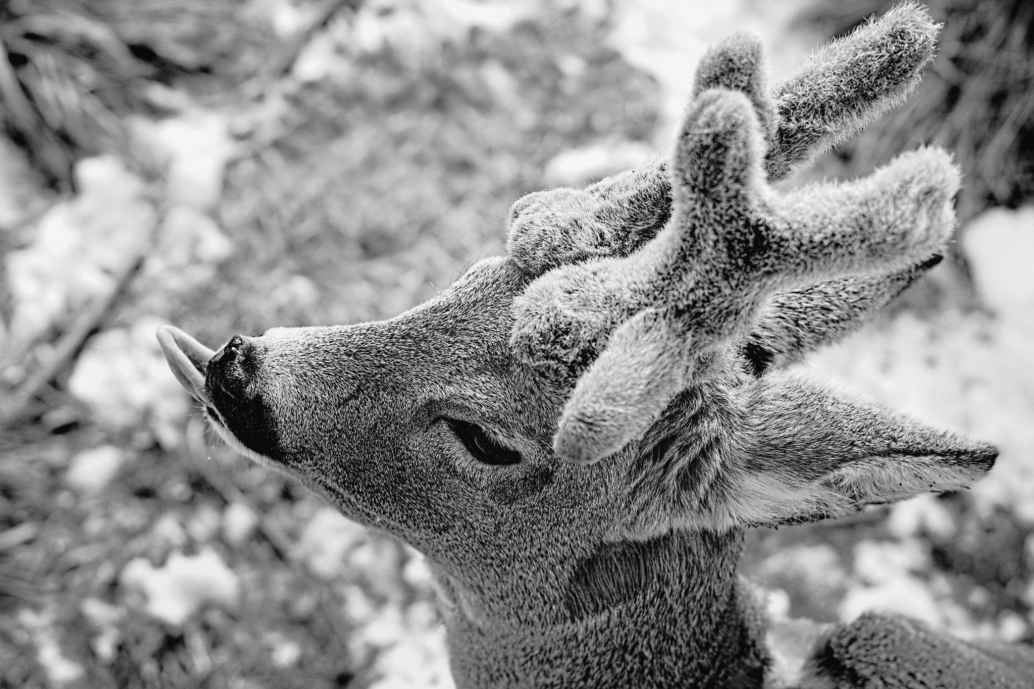 Sony SLT-A77 + Sony 50mm F1.4 sample photo. My deer friend honza photography