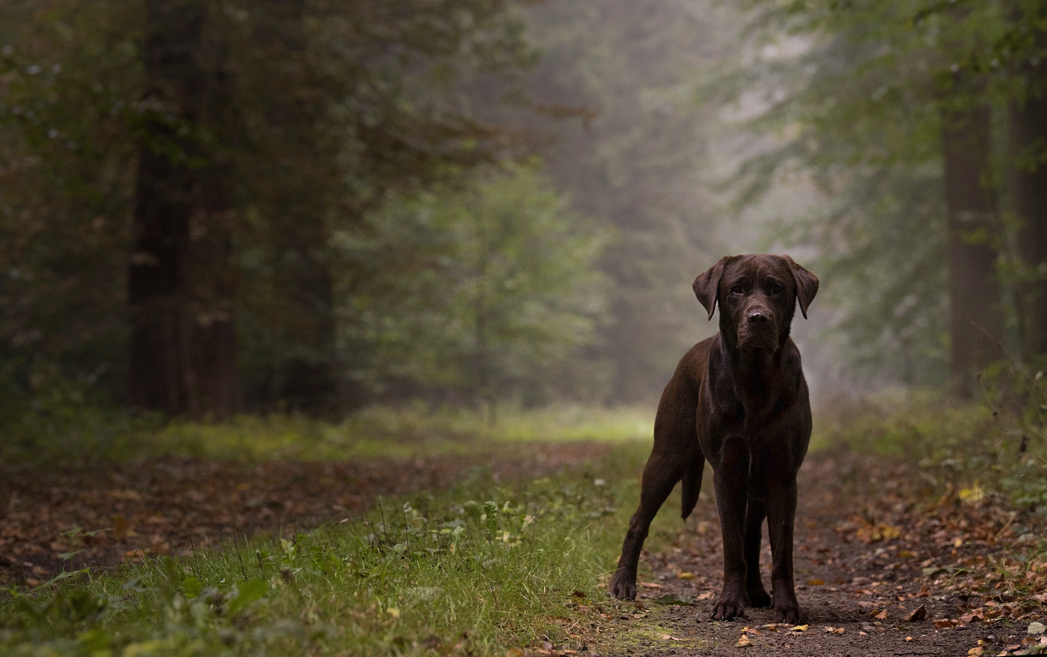 Sony ILCA-77M2 + Tamron SP 70-200mm F2.8 Di VC USD sample photo. Hanna im wald photography