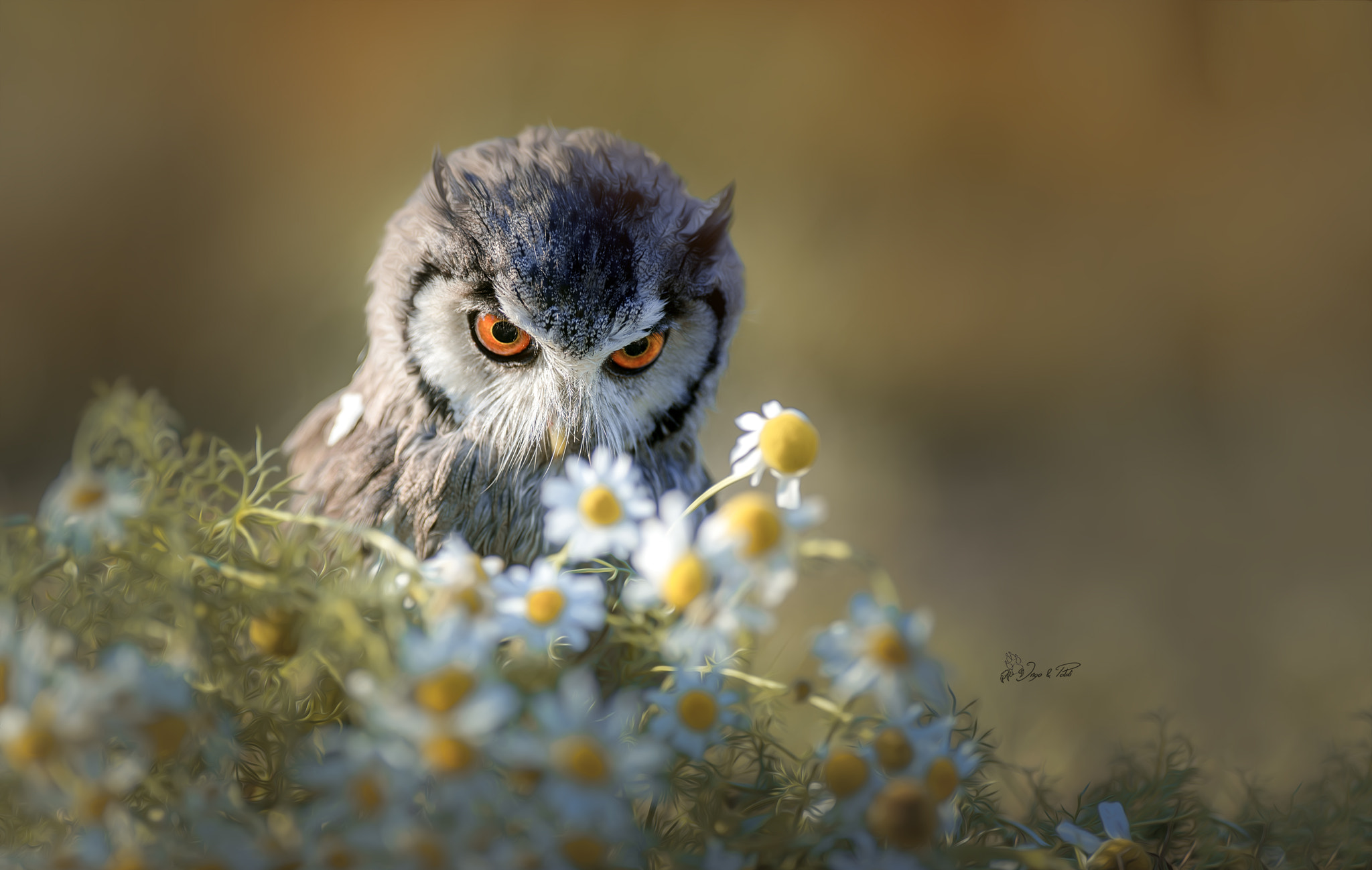 Nikon AF-S Nikkor 300mm F2.8G ED VR II sample photo. Gandalfview photography