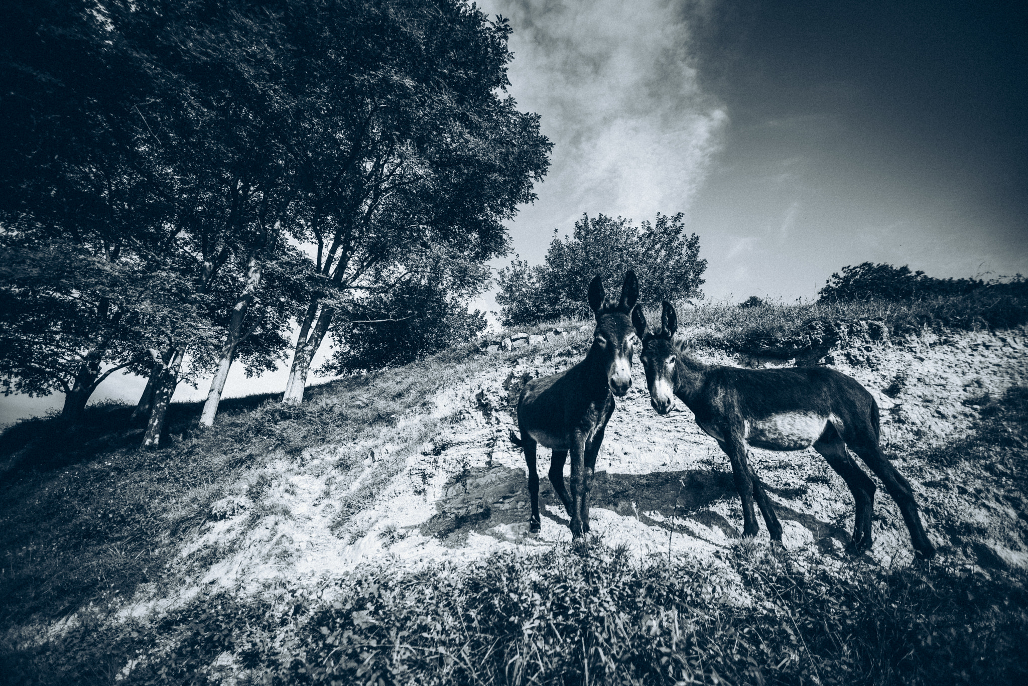 Nikon D750 + Sigma 14mm F2.8 EX Aspherical HSM sample photo. Some donkeyboys i photography