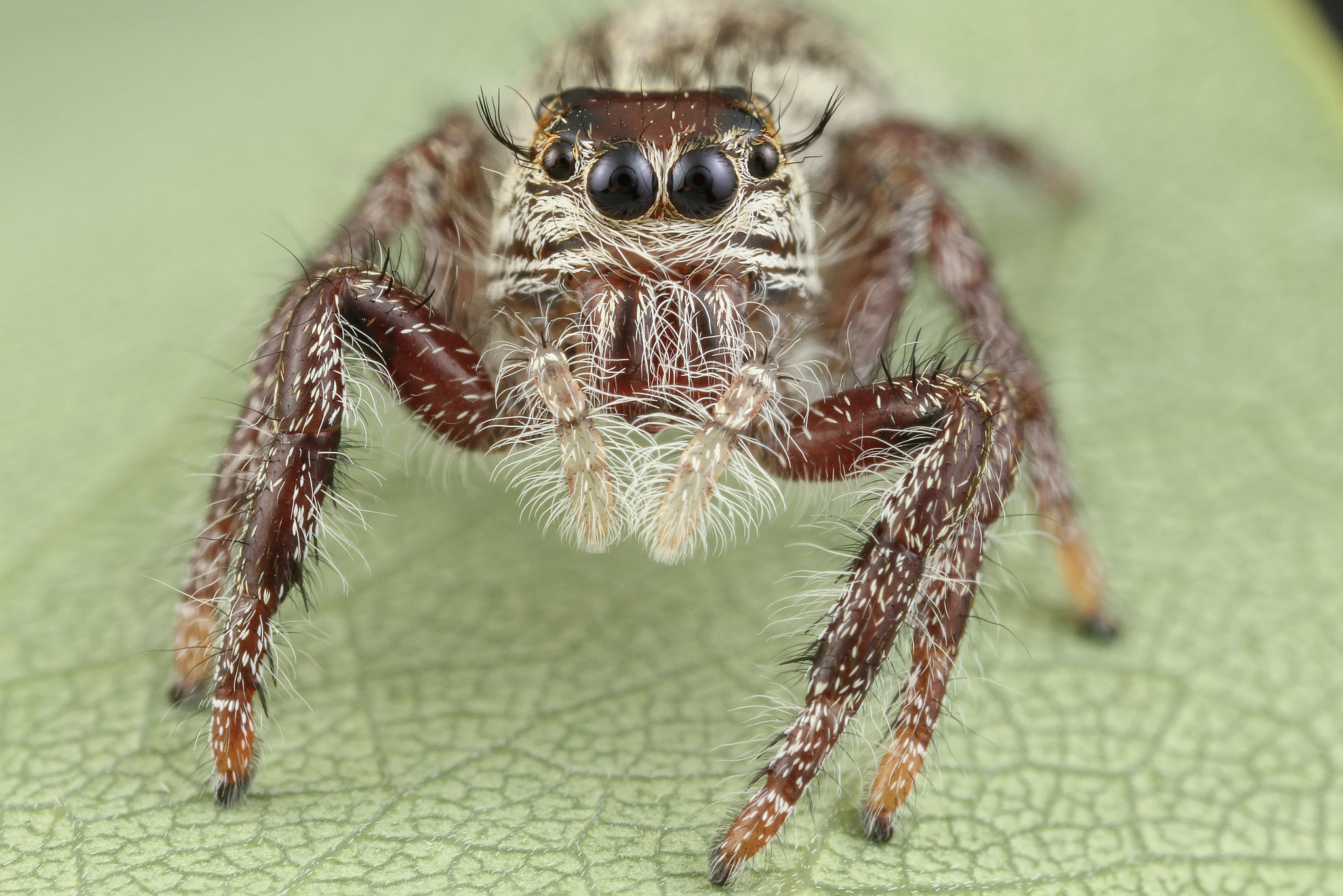 Canon MP-E 65mm F2.5 1-5x Macro Photo sample photo. Jumping spider photography