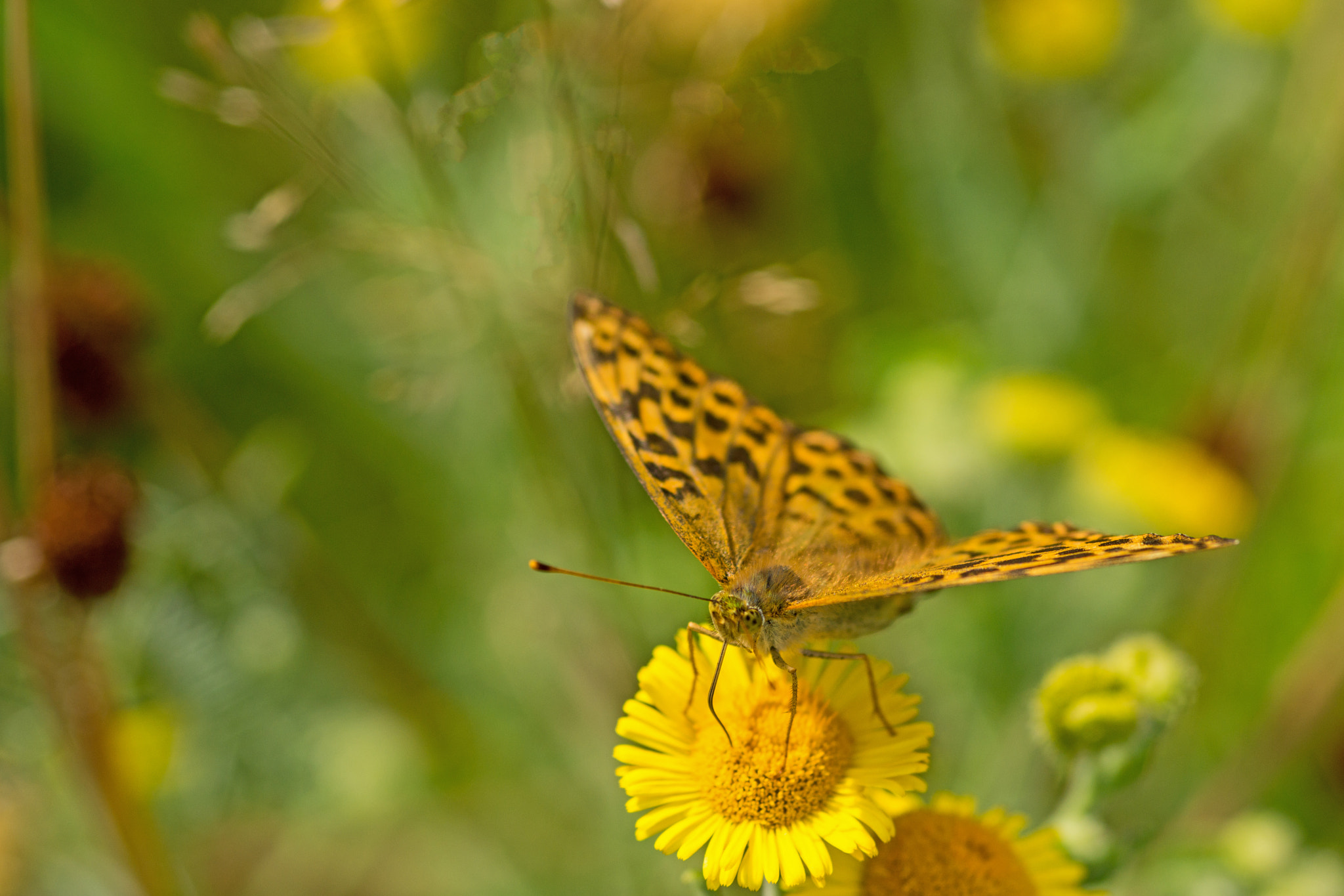 Sony SLT-A65 (SLT-A65V) + Sigma 30mm F1.4 EX DC HSM sample photo. Butterfly photography