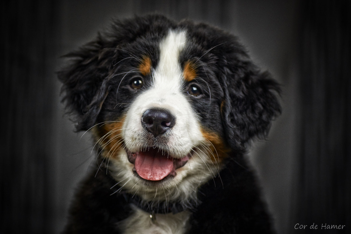 Sony SLT-A77 + Tamron SP AF 90mm F2.8 Di Macro sample photo. Bernese mountain pup 9 weeks old (take2) photography