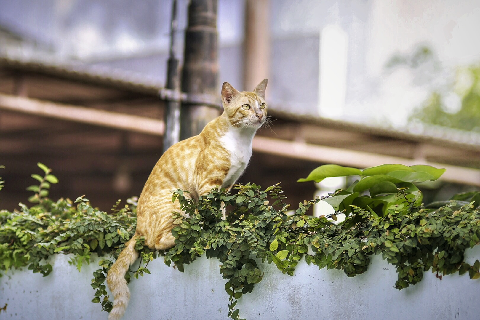 Nikon D750 + AF Nikkor 50mm f/1.8 sample photo. Look what the cat dragged in photography