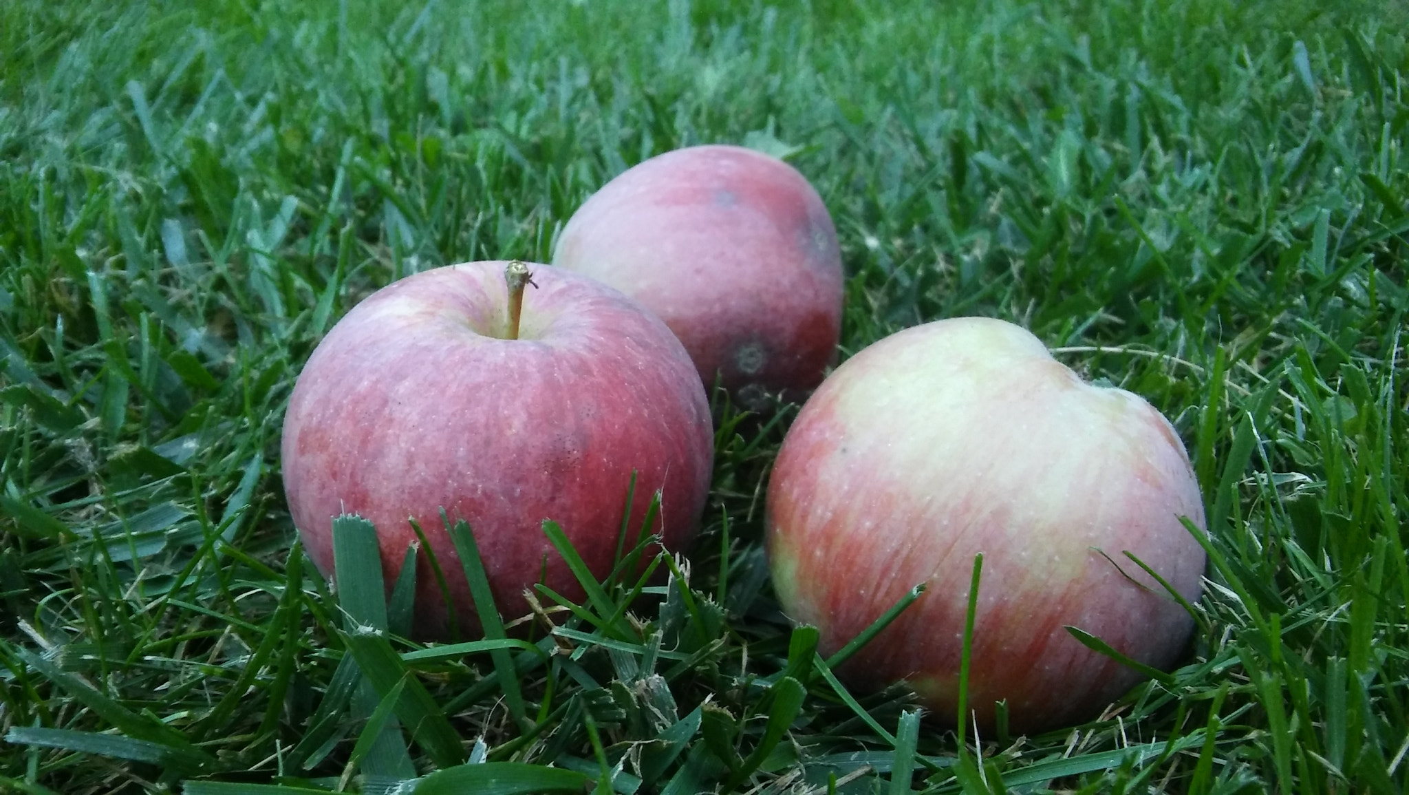 LG SPIRIT 4G LTE sample photo. Apples photography