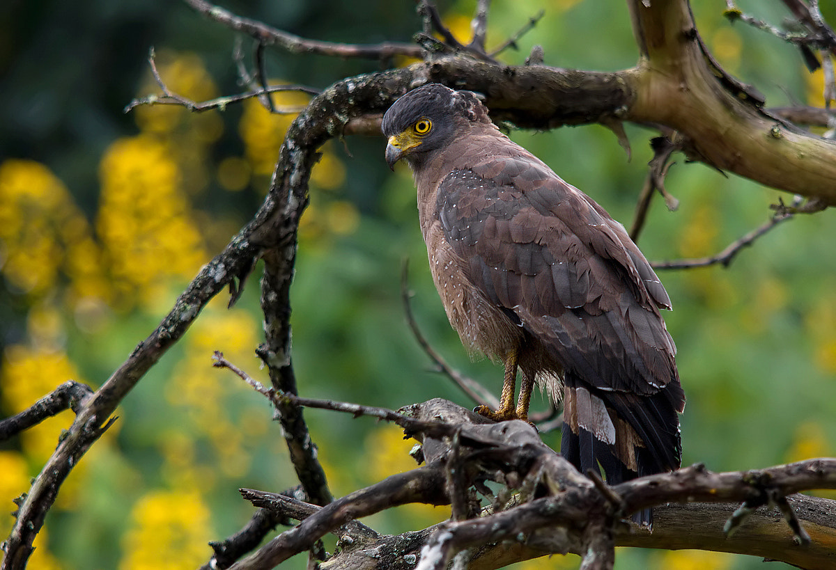 Sigma 150-500mm F5-6.3 DG OS HSM sample photo. Crested serpent eagle photography