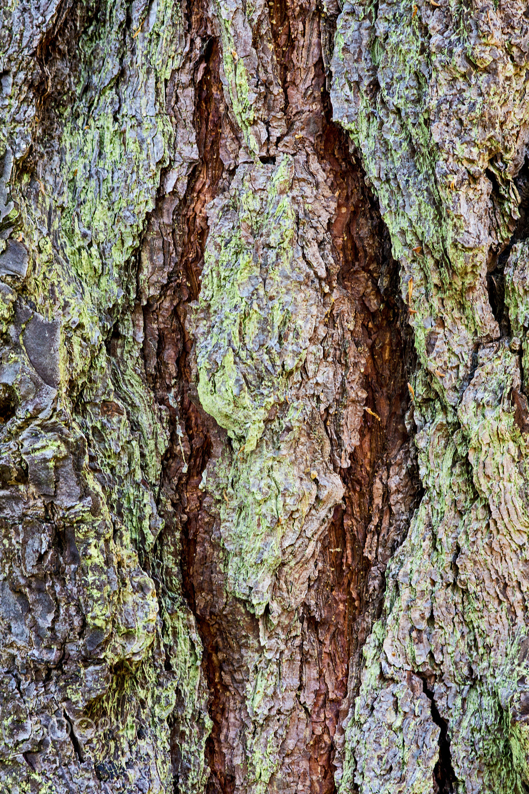 Sony SLT-A65 (SLT-A65V) + Sigma 30mm F1.4 EX DC HSM sample photo. Bark photography