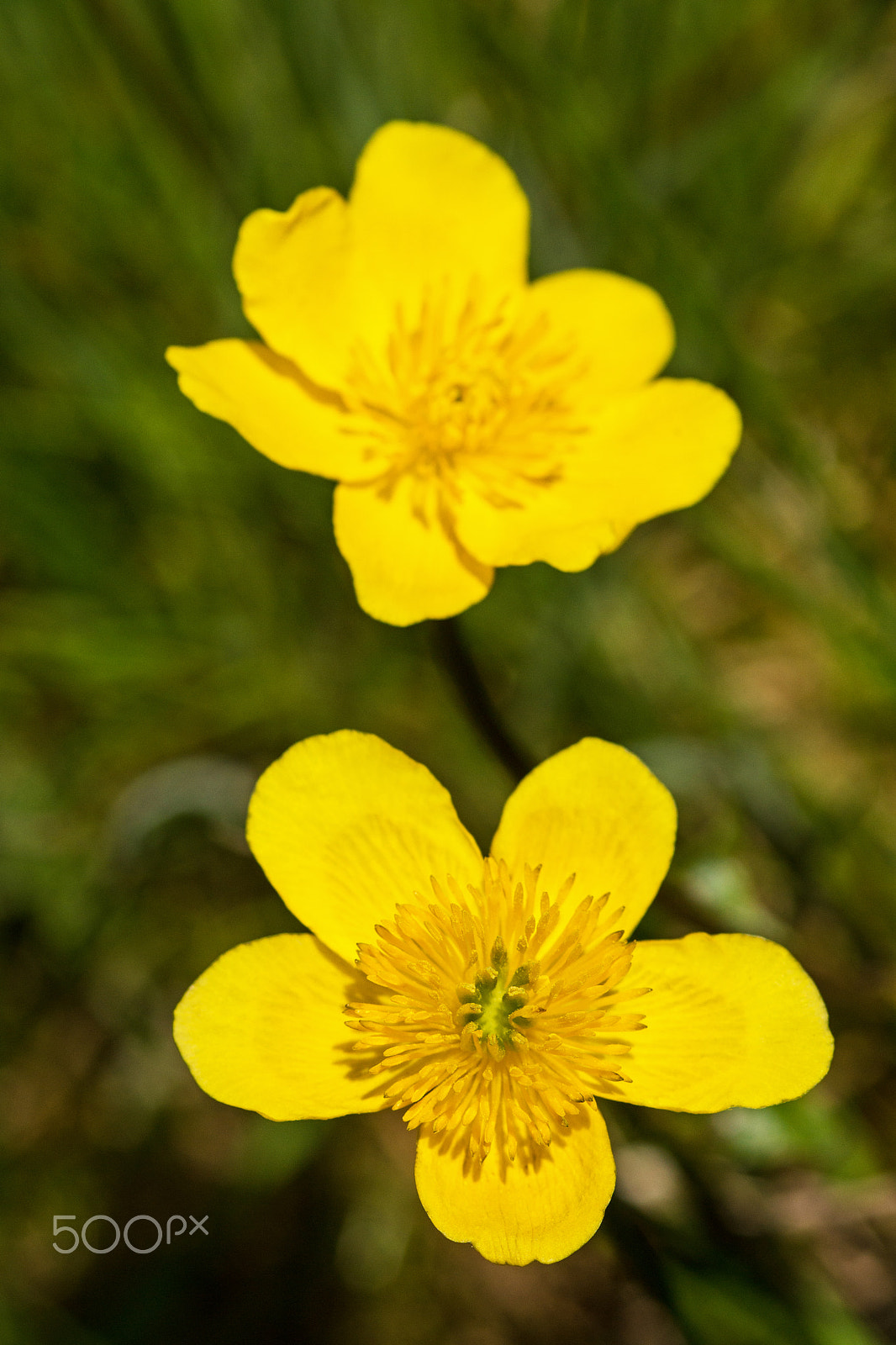 Sony SLT-A65 (SLT-A65V) sample photo. Yellow flower photography