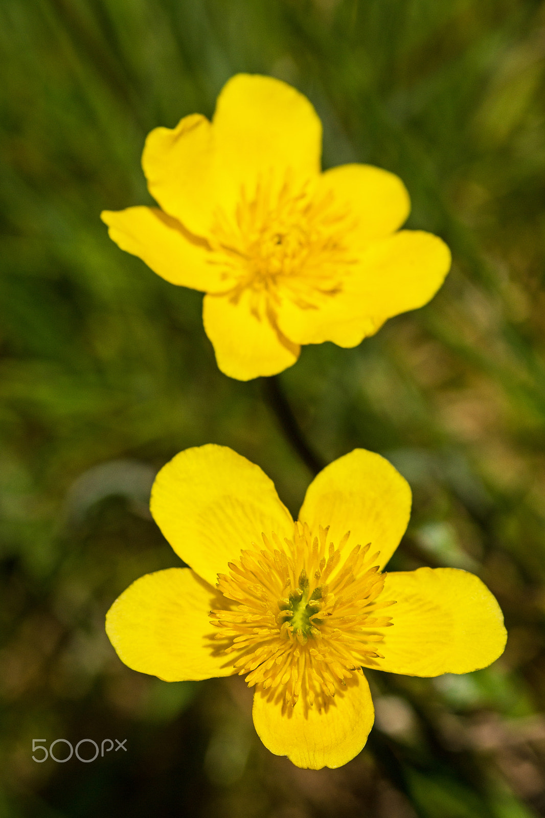 Sony SLT-A65 (SLT-A65V) + Sigma 30mm F1.4 EX DC HSM sample photo. Yellow flower photography