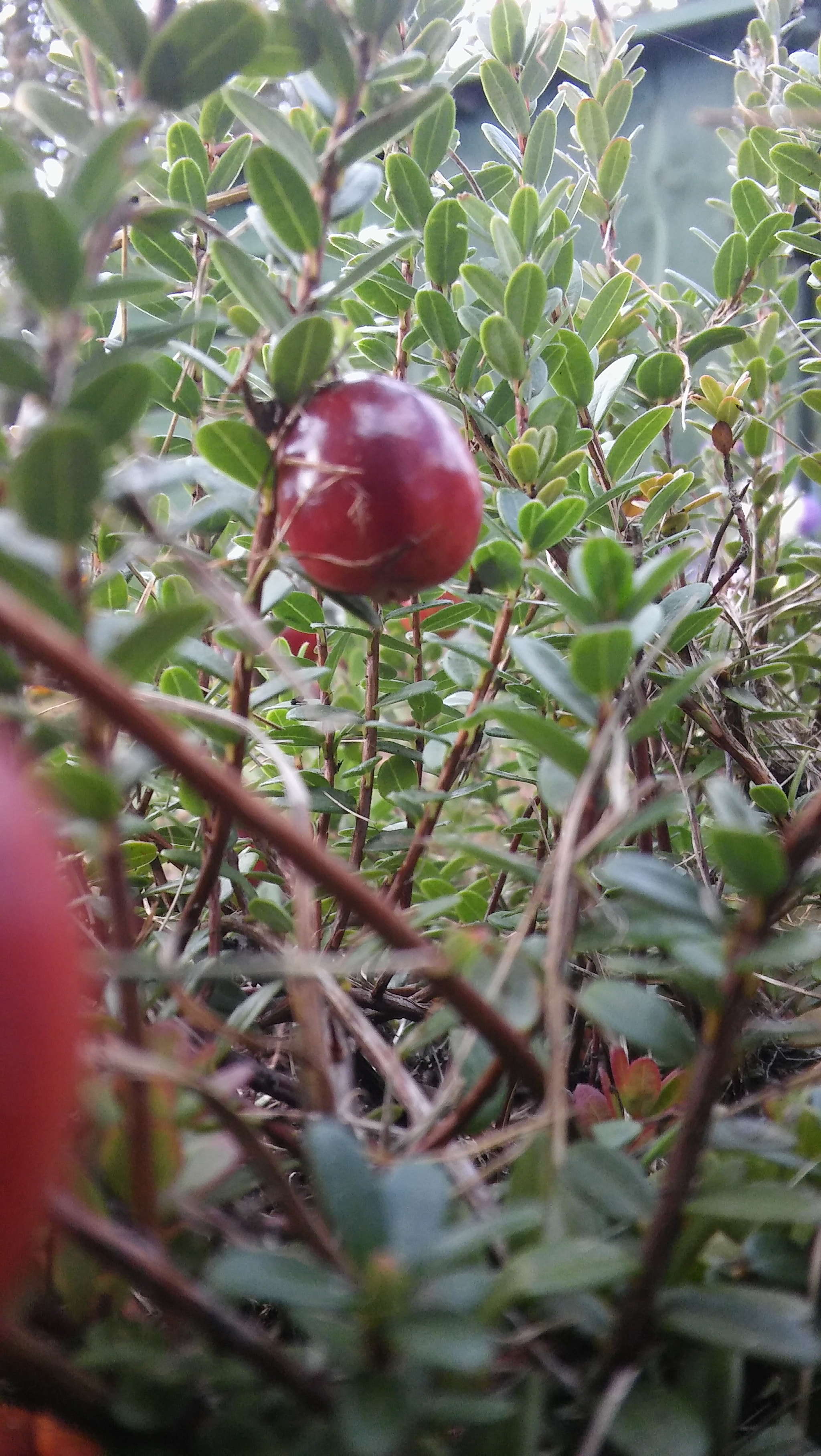 LG SPIRIT 4G LTE sample photo. Cranberry photography