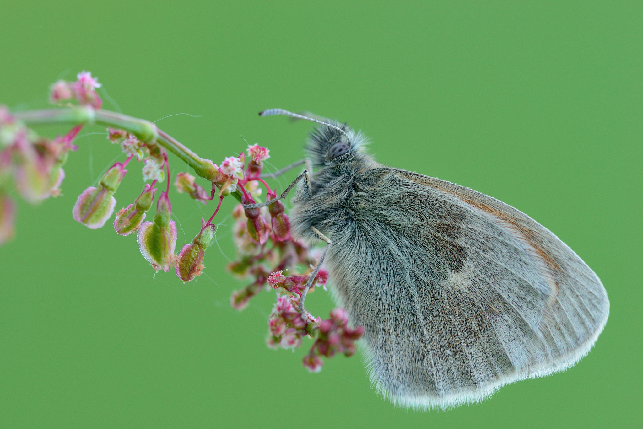 Nikon D800 + Nikon AF Micro-Nikkor 200mm F4D ED-IF sample photo. Kleines wiesenvögelchen photography