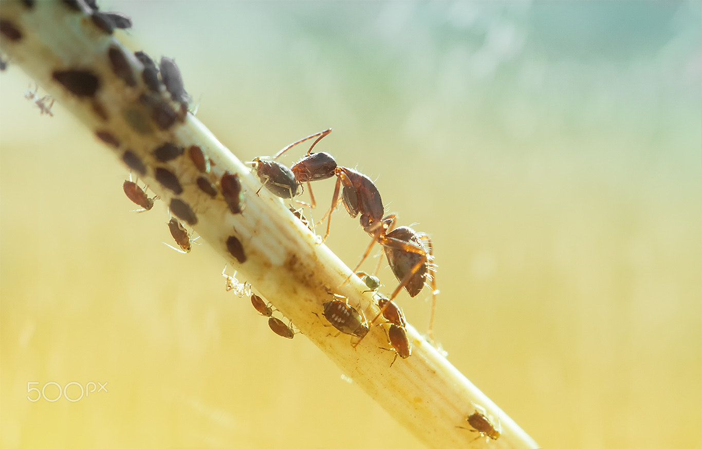 Canon EOS 7D + Canon EF 100mm F2.8L Macro IS USM sample photo. Ant farm photography