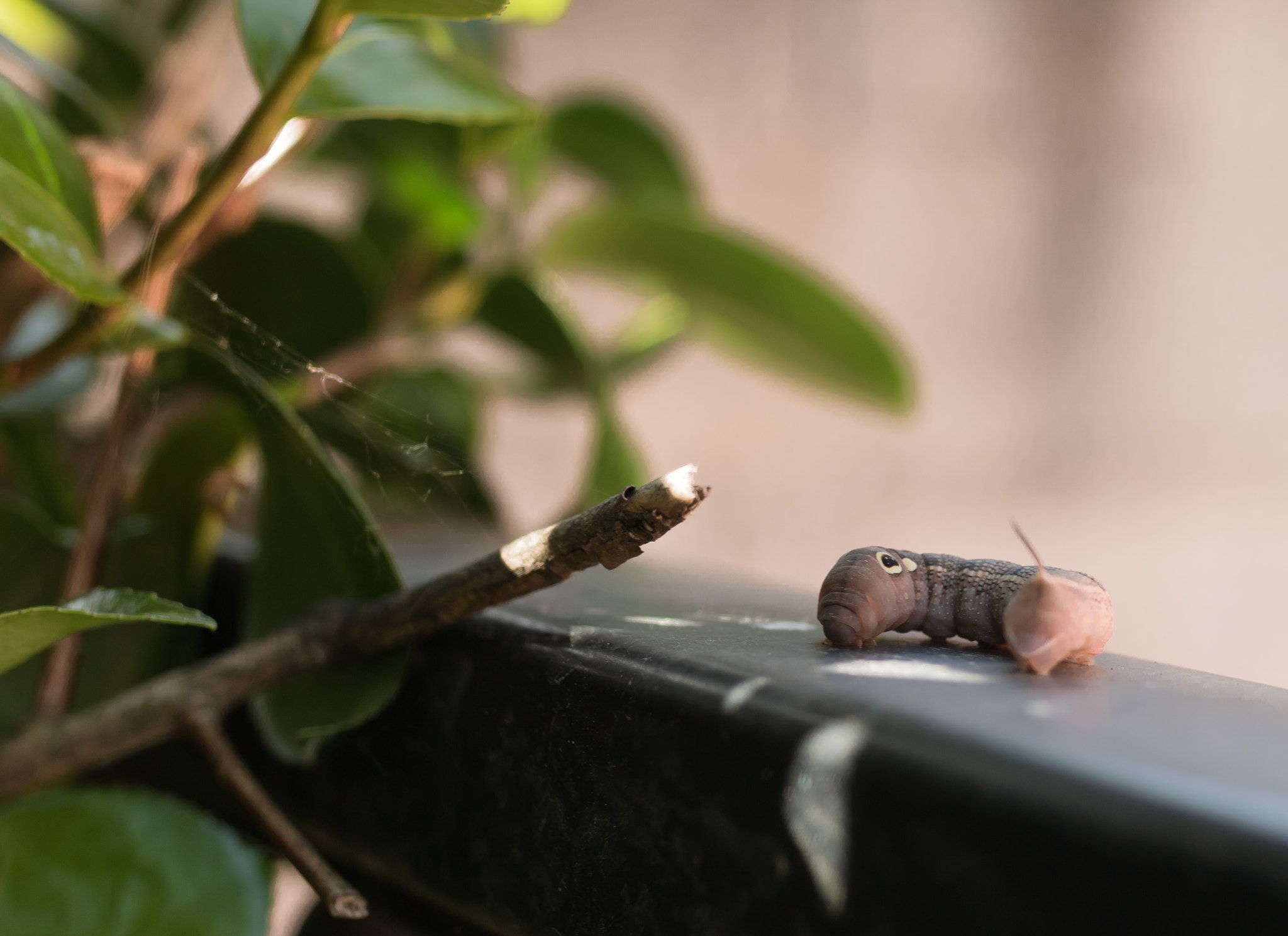 Canon EOS 750D (EOS Rebel T6i / EOS Kiss X8i) + Sigma 35mm F1.4 DG HSM Art sample photo. Butterfly caterpillar photography