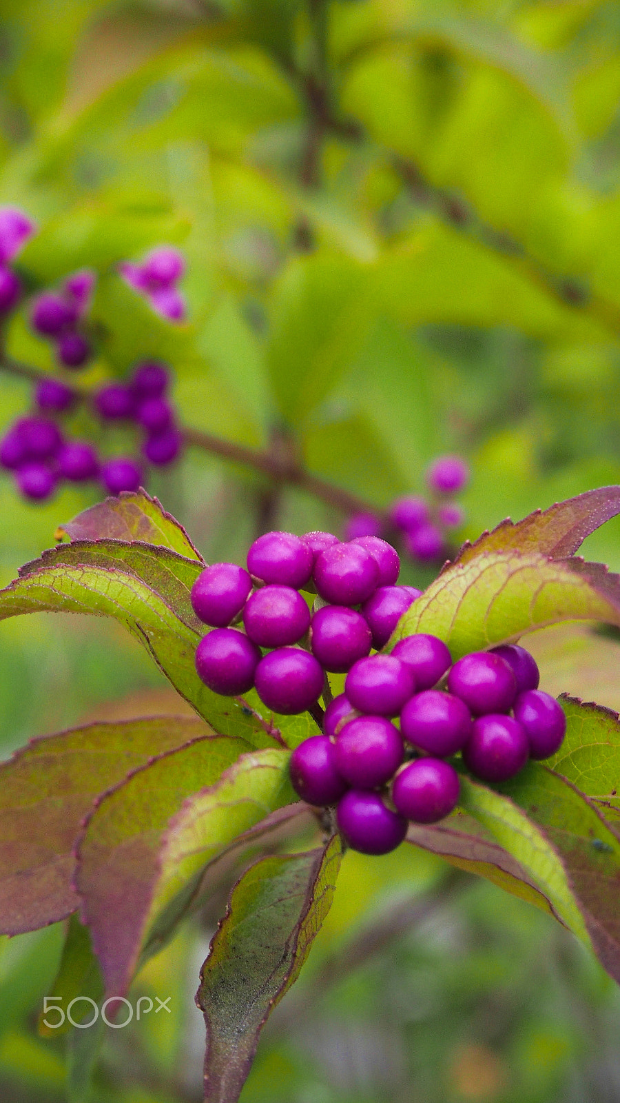 Olympus M.Zuiko Digital ED 14-42mm F3.5-5.6 EZ sample photo. Purple in autumn photography