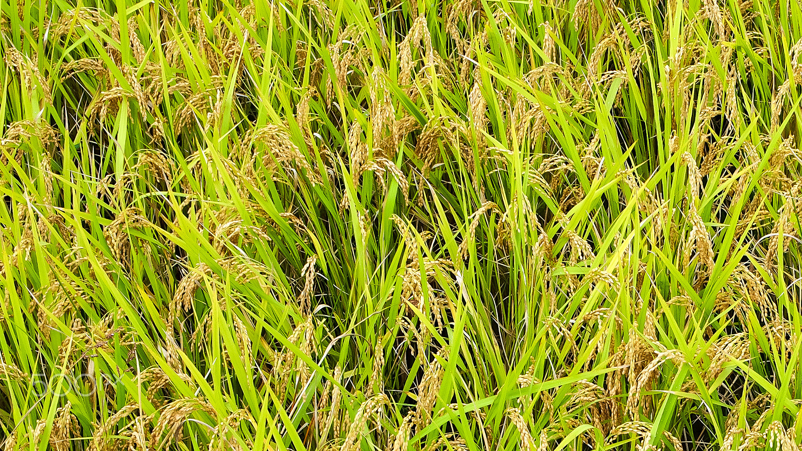 Olympus M.Zuiko Digital ED 14-42mm F3.5-5.6 EZ sample photo. Japonica paddy in south korea photography