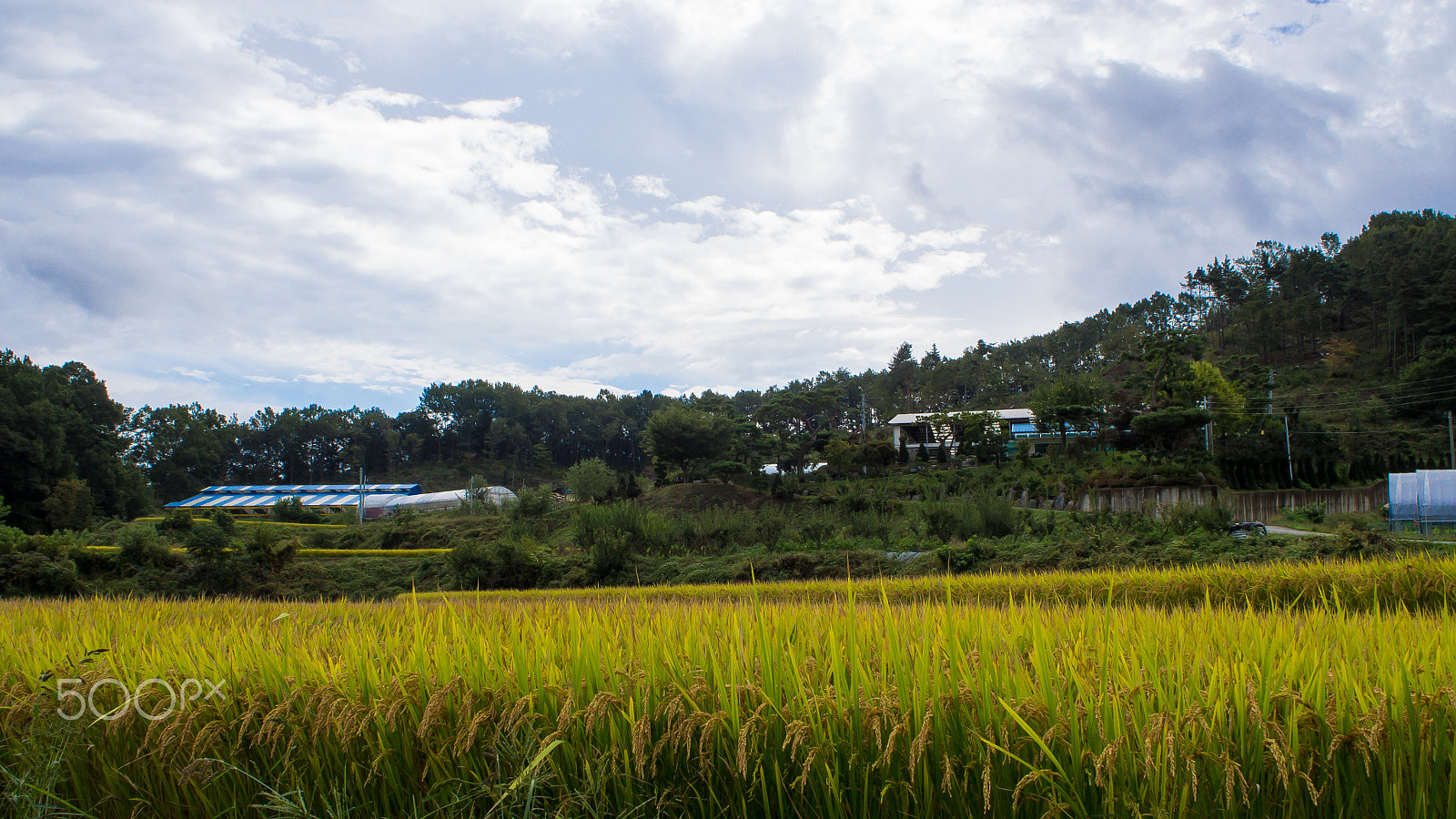 Olympus PEN E-PL6 sample photo. Paddy field in hotan village, chungcheongnam province, south korea photography
