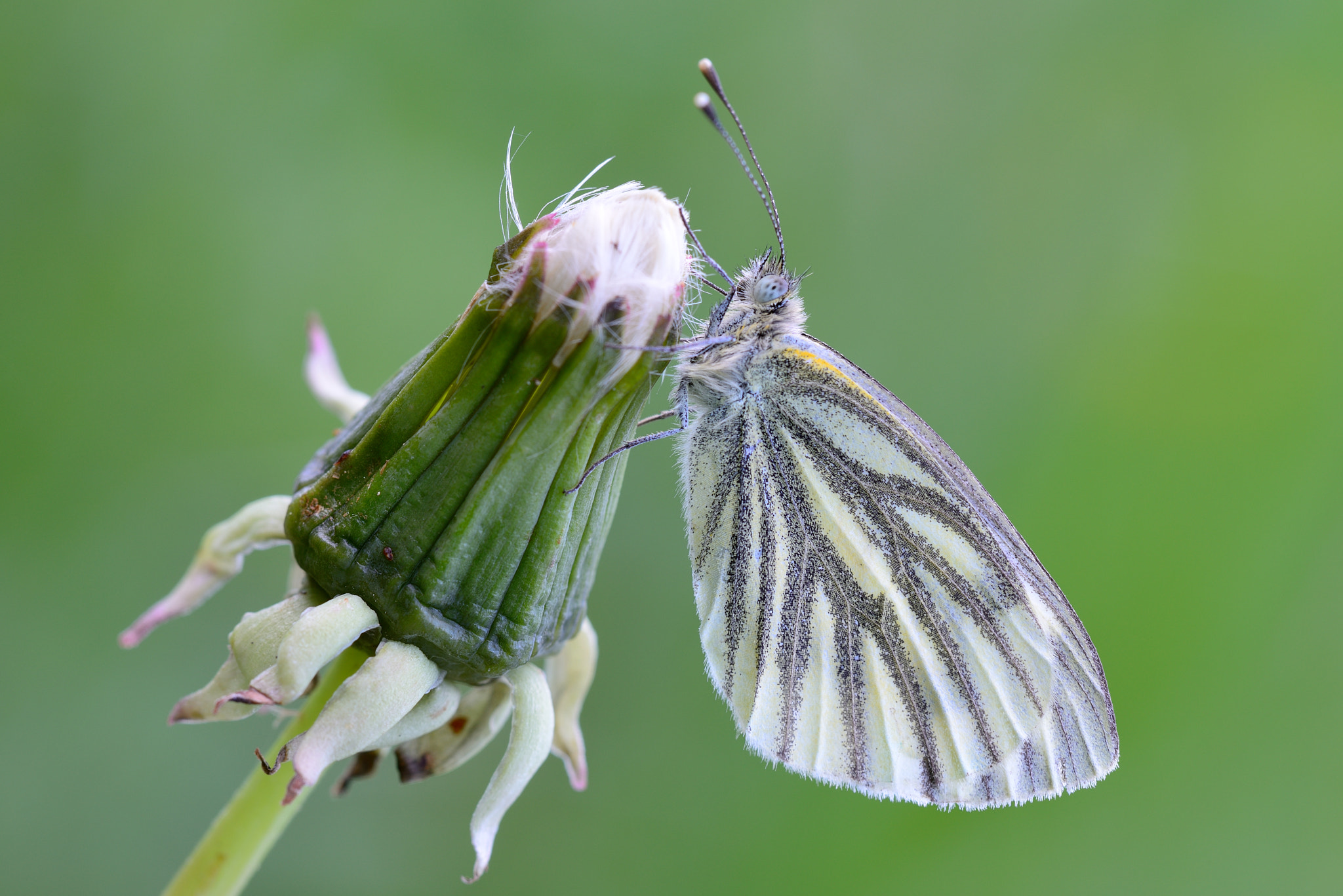 Nikon D800 + Nikon AF Micro-Nikkor 200mm F4D ED-IF sample photo. Rapsweißling (pieris napi) photography