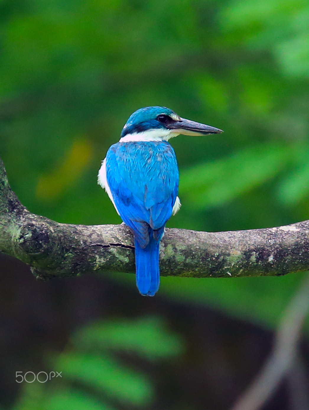 Canon EOS-1D X + Tamron SP 150-600mm F5-6.3 Di VC USD sample photo. White collared kingfisher photography
