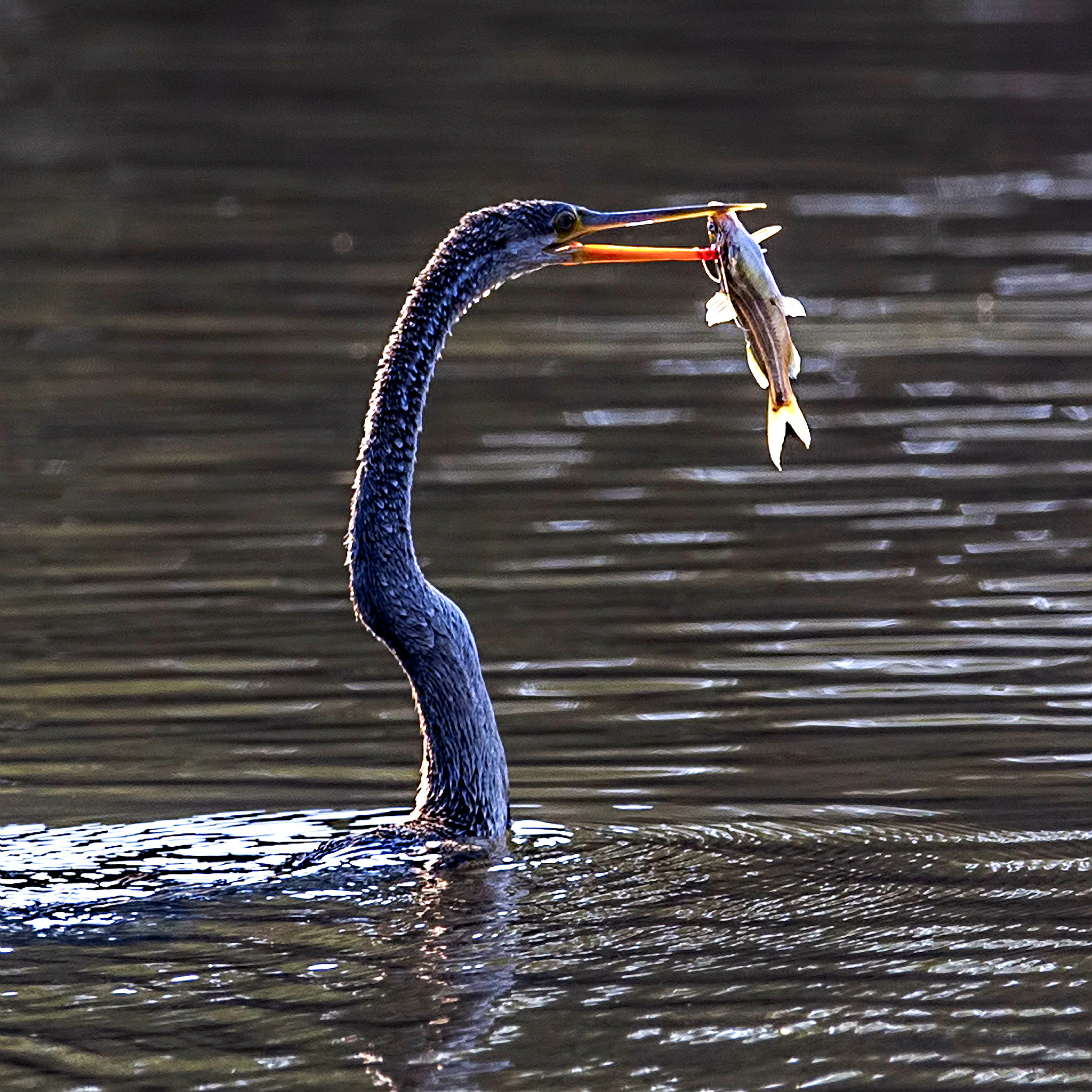 Canon EOS-1D X + Canon EF 400mm F2.8L IS II USM sample photo. Cormorant meal photography