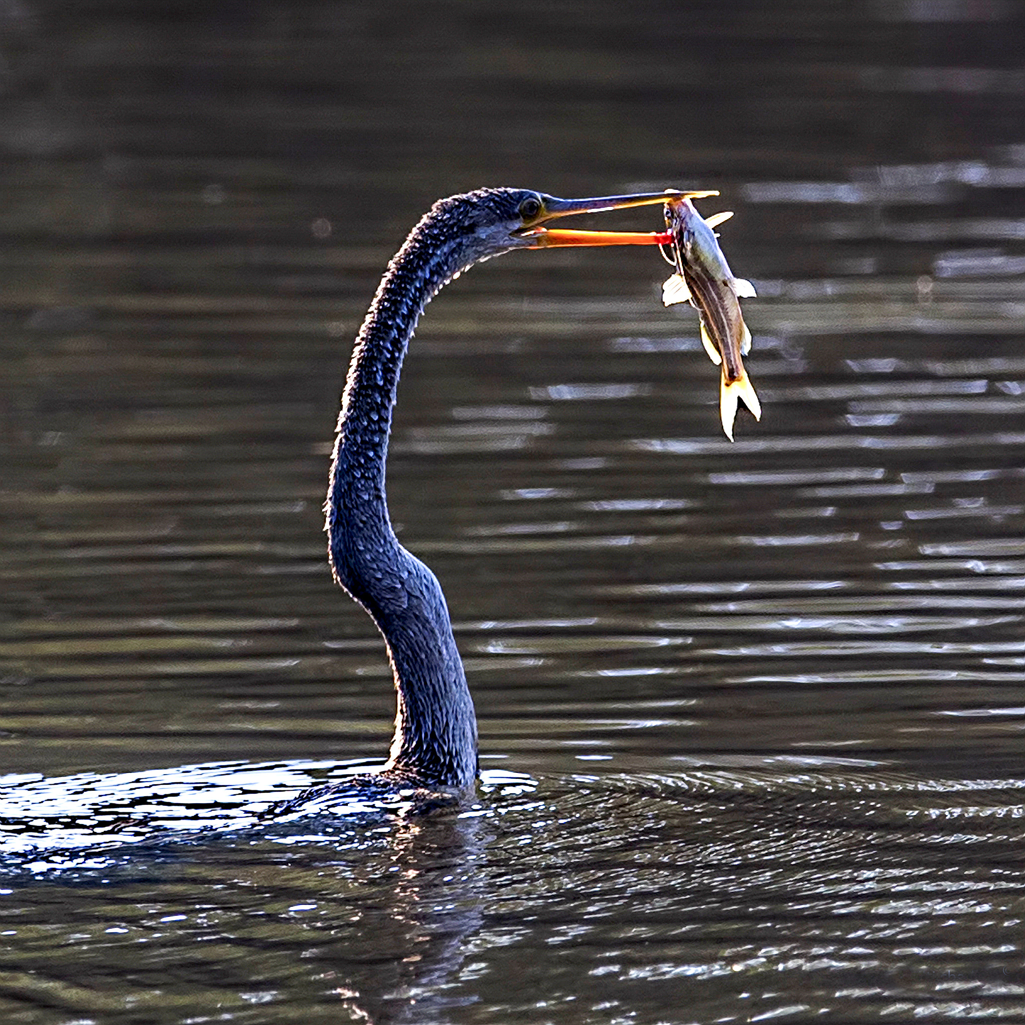 Canon EF 400mm F2.8L IS II USM sample photo. Cormorant meal photography