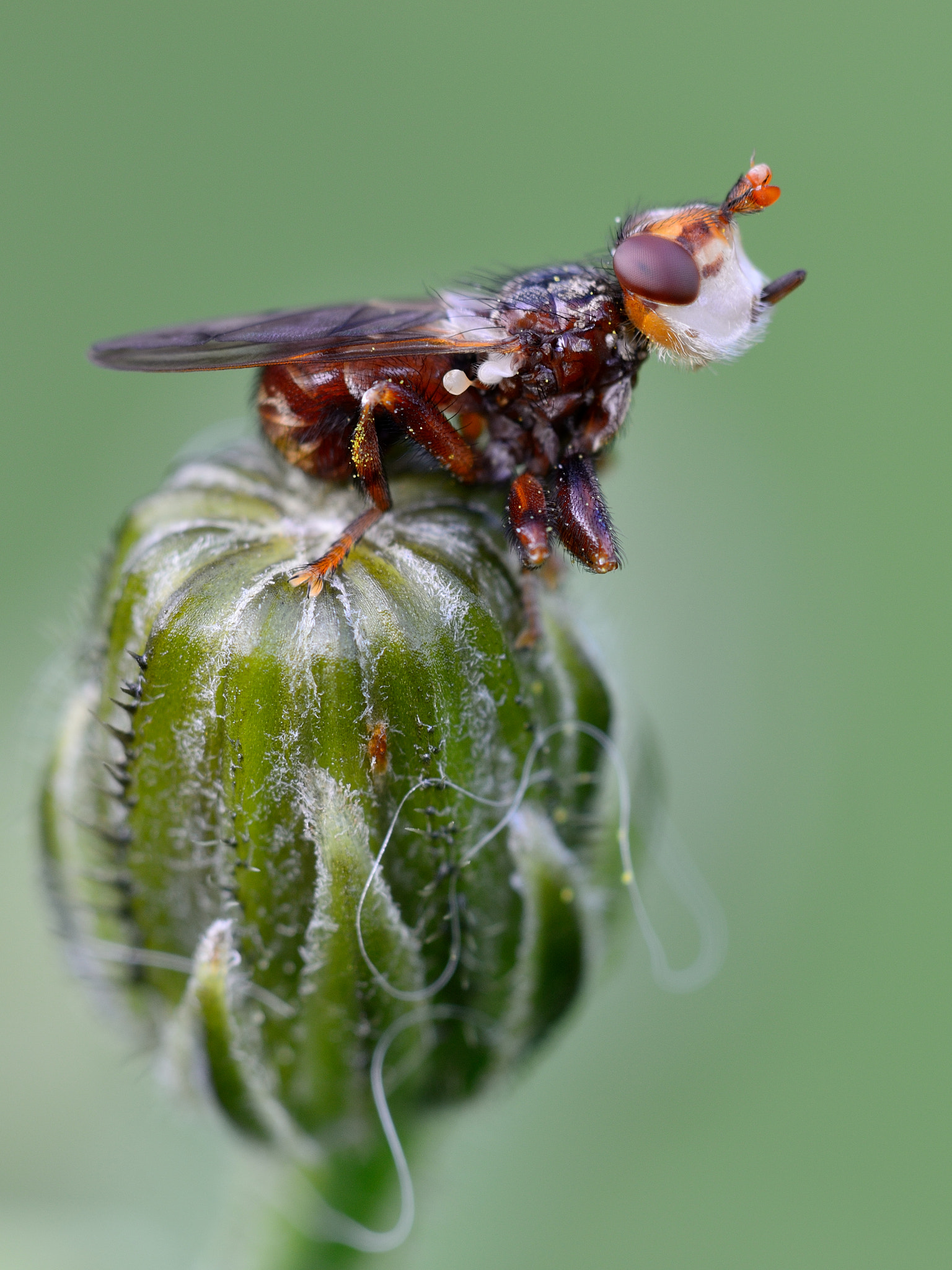 Nikon D800 + Nikon AF Micro-Nikkor 200mm F4D ED-IF sample photo. Breitstirnblasenkopffliege photography