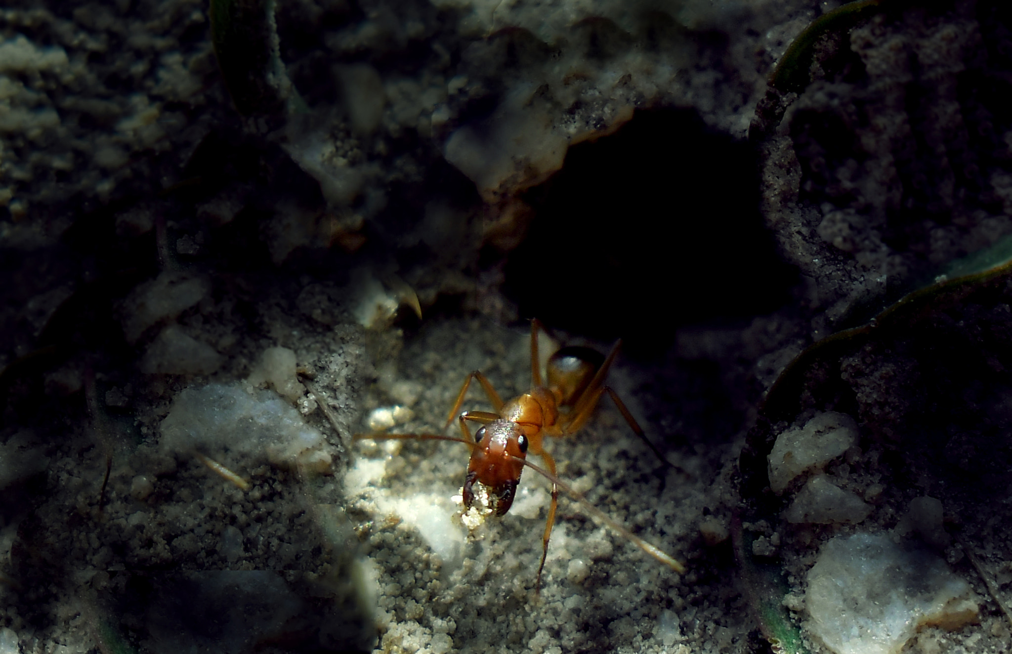 Samsung ES80/ ES81 sample photo. Ant photography