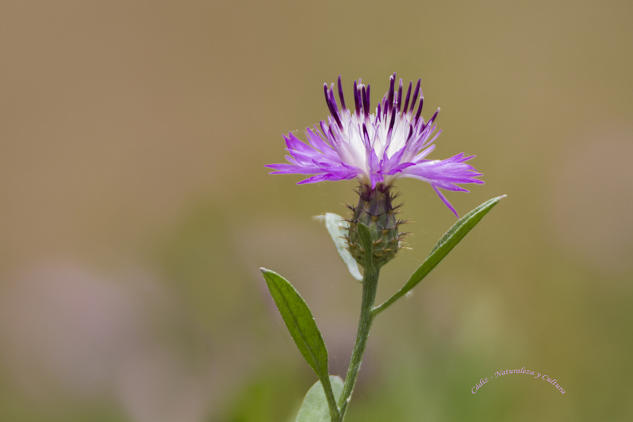 Tamron SP 150-600mm F5-6.3 Di VC USD sample photo. Un bomboncito ...♪♫ photography
