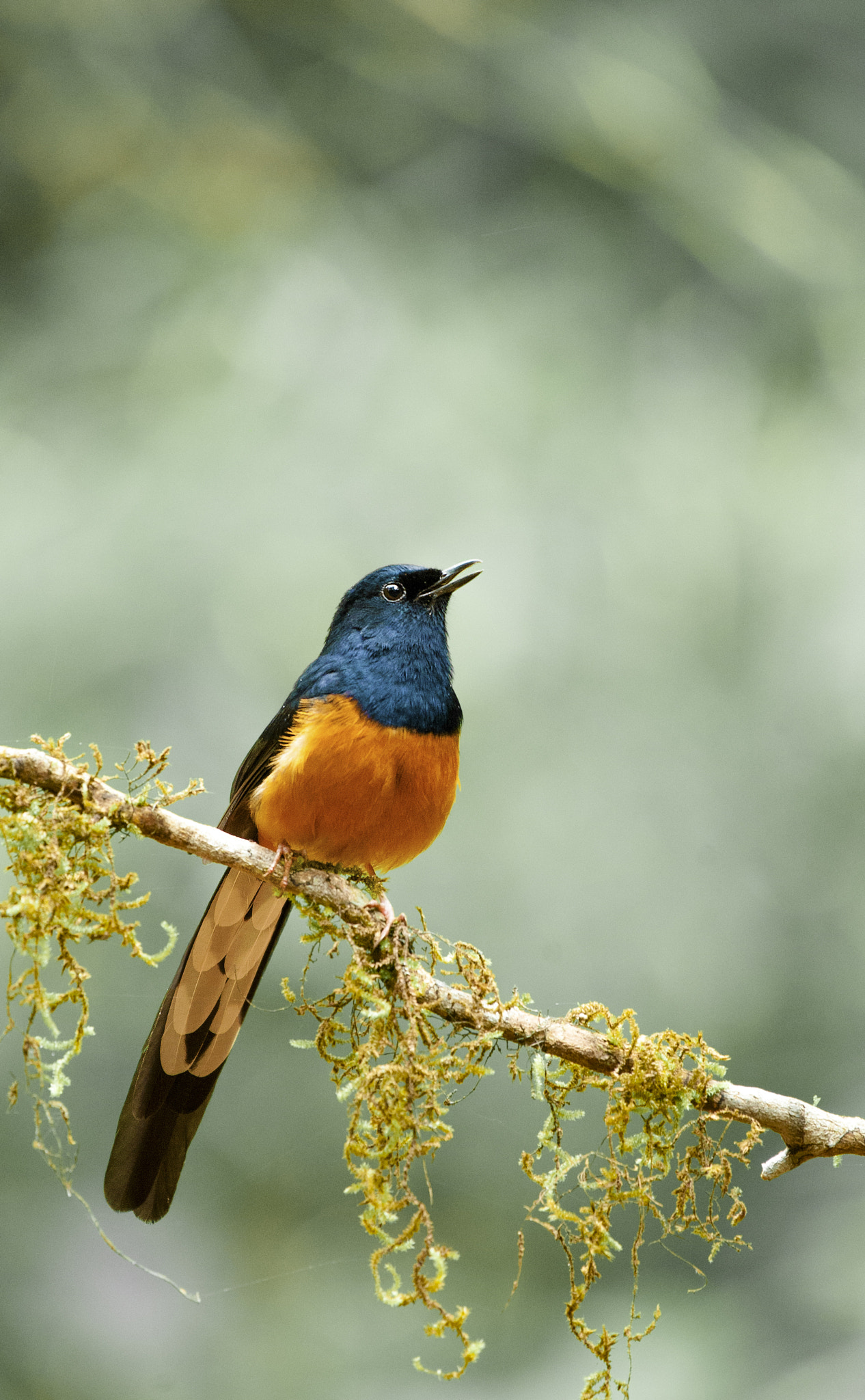 Nikon AF-S Nikkor 200-500mm F5.6E ED VR sample photo. White rumped shama photography